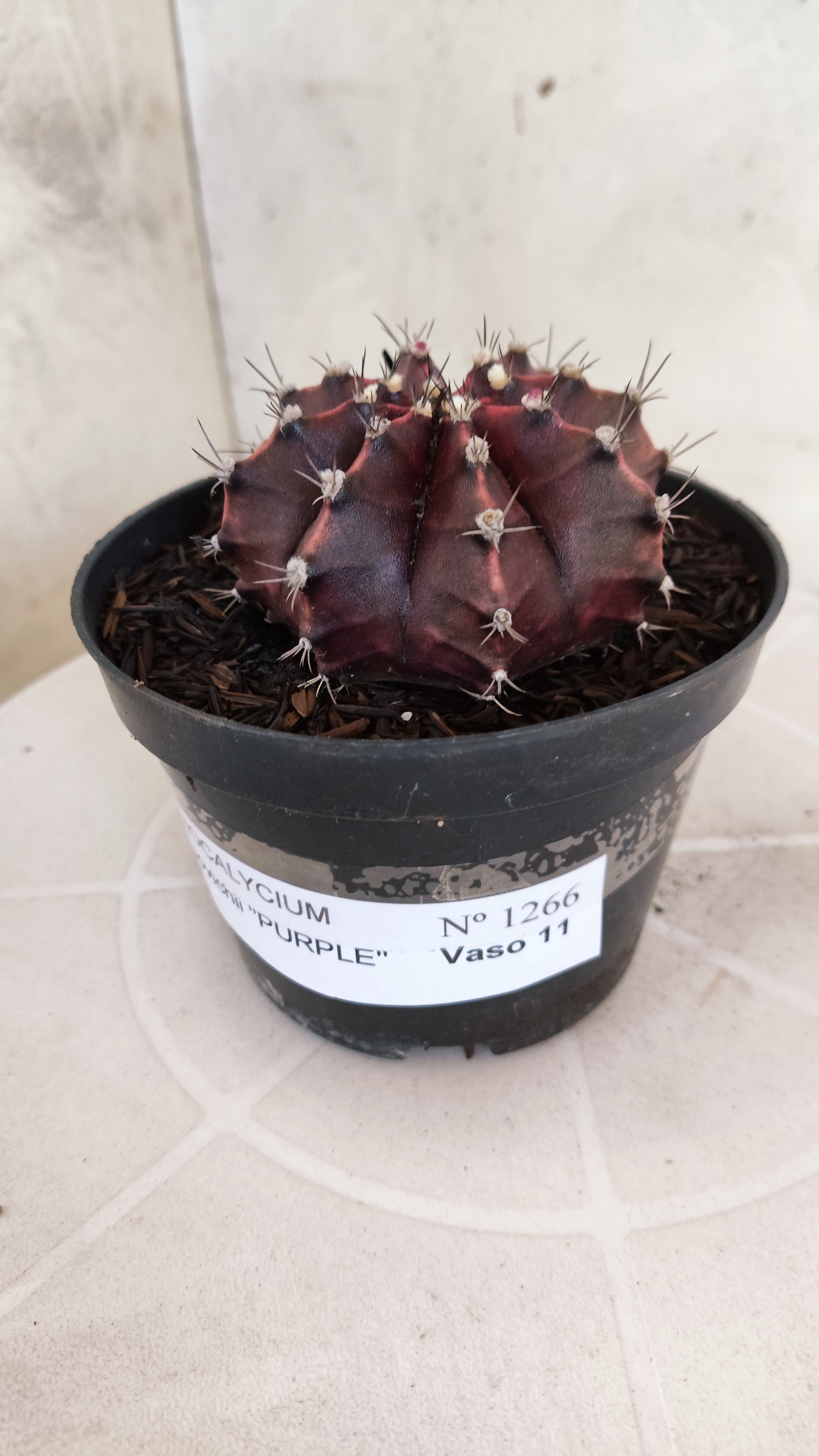 MATRIZ Gymnocalycium Mihanovichii “Purple” Nº 1266 – vaso 11
