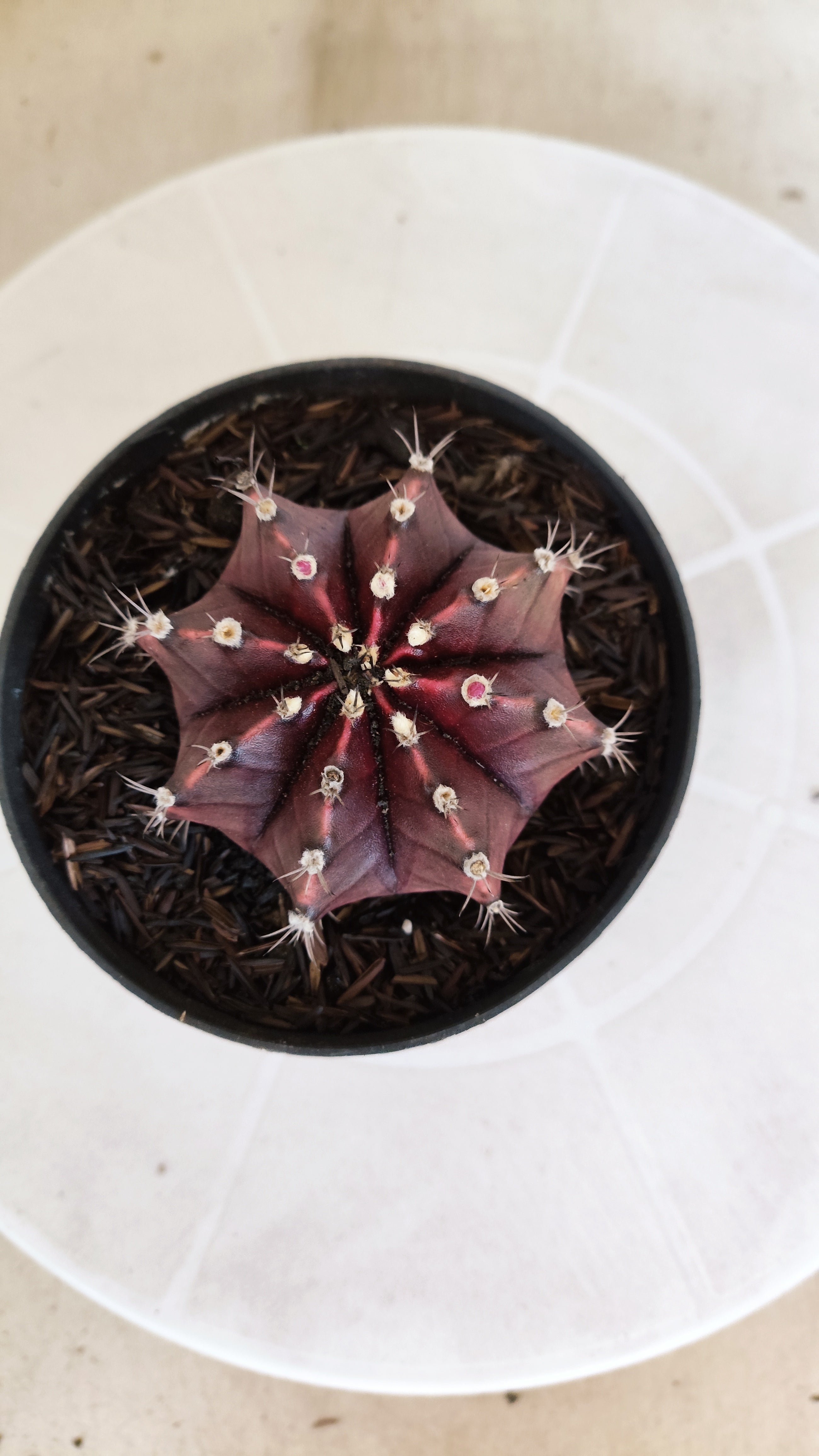 MATRIZ Gymnocalycium Mihanovichii “Purple” Nº 1266 – vaso 11