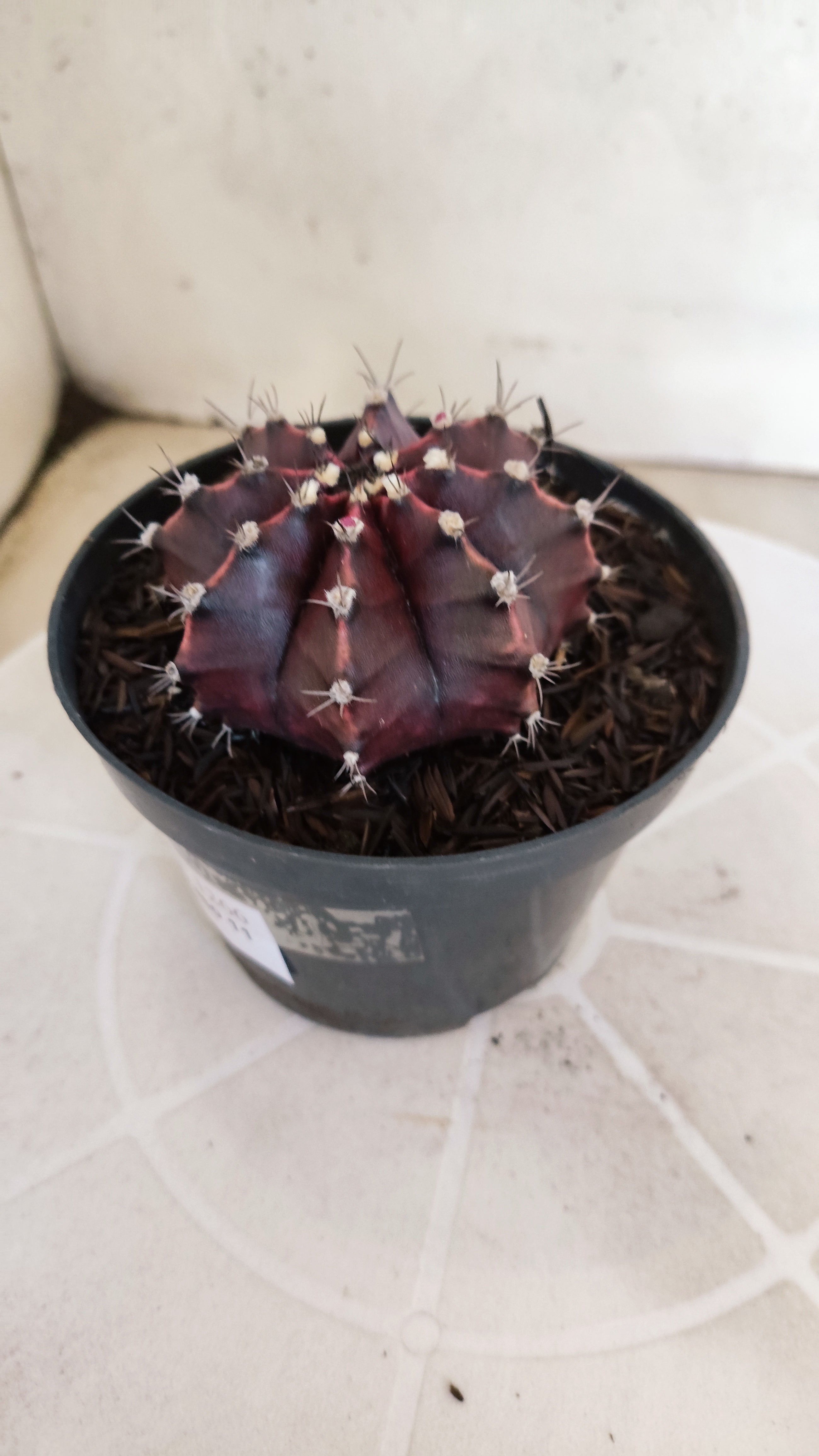 MATRIZ Gymnocalycium Mihanovichii “Purple” Nº 1266 – vaso 11