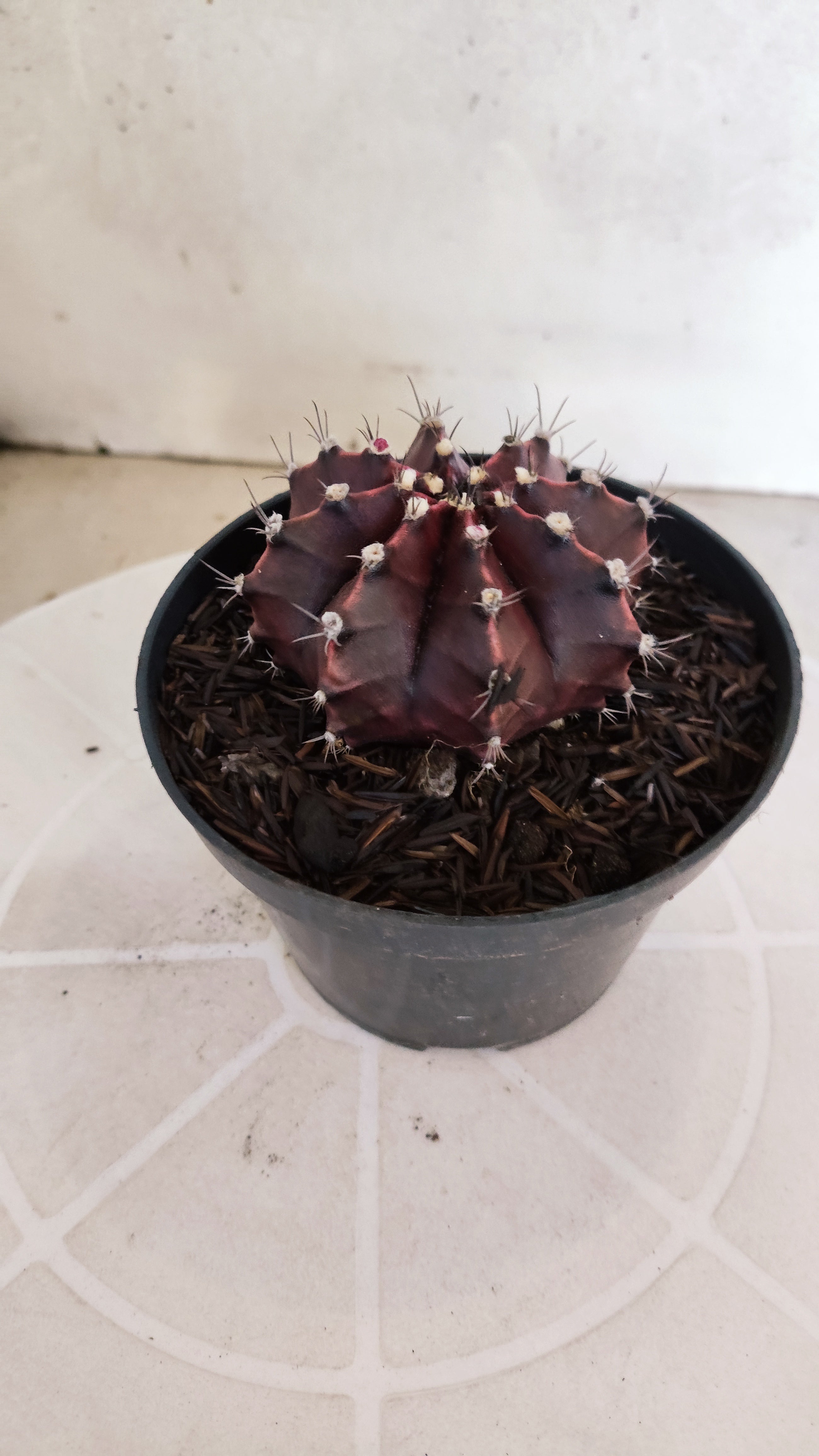MATRIZ Gymnocalycium Mihanovichii “Purple” Nº 1266 – vaso 11