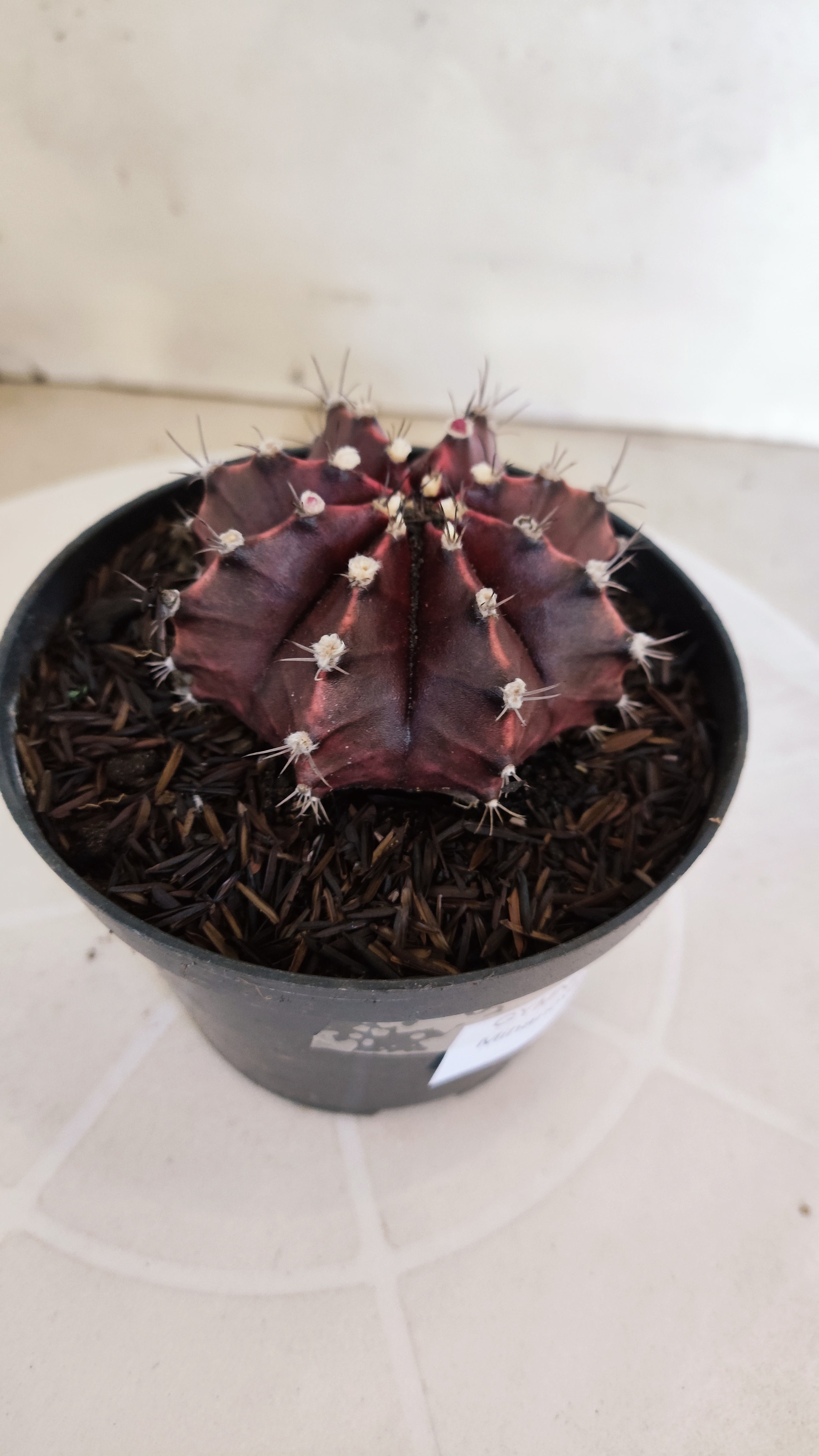 MATRIZ Gymnocalycium Mihanovichii “Purple” Nº 1266 – vaso 11