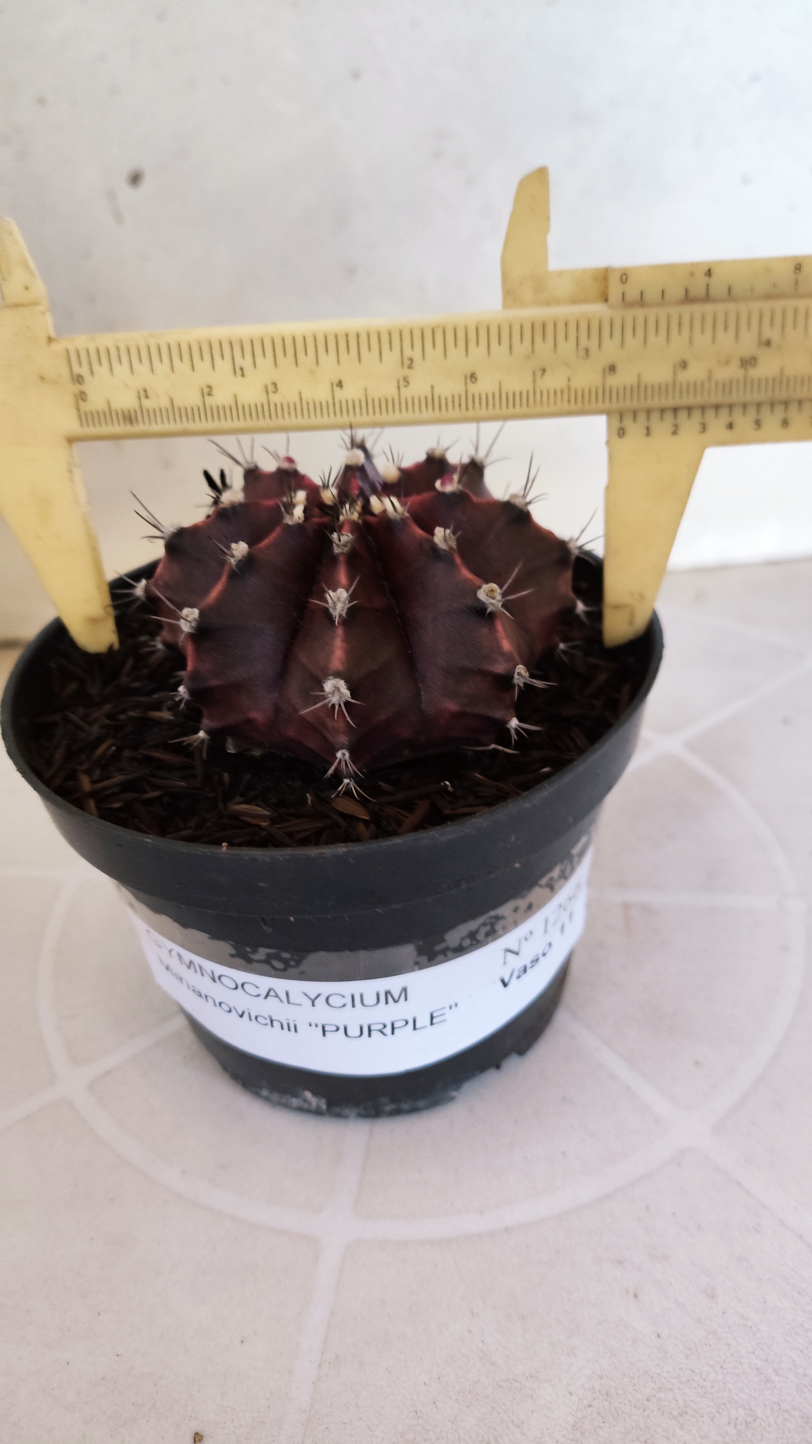 MATRIZ Gymnocalycium Mihanovichii “Purple” Nº 1266 – vaso 11