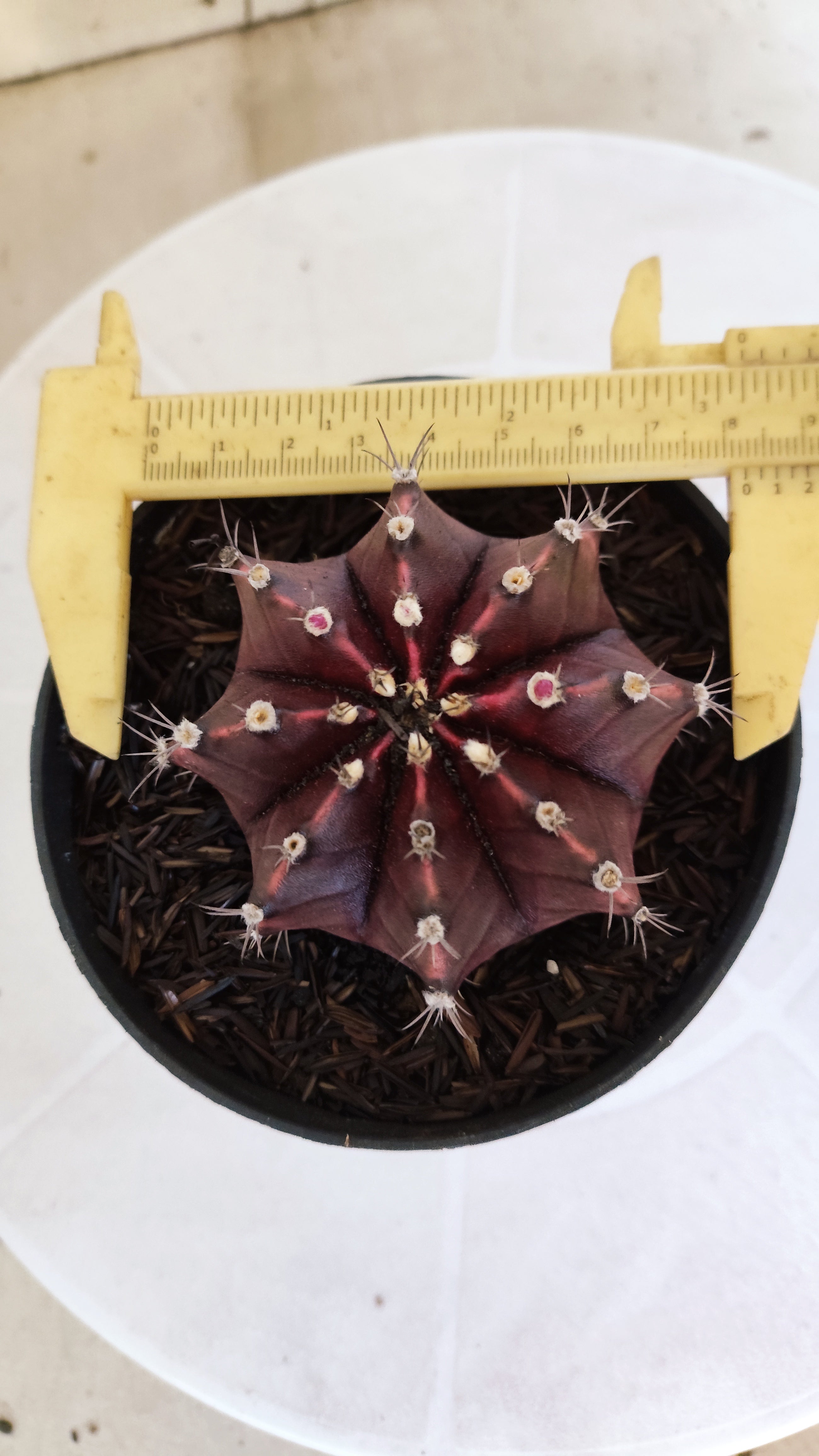 MATRIZ Gymnocalycium Mihanovichii “Purple” Nº 1266 – vaso 11
