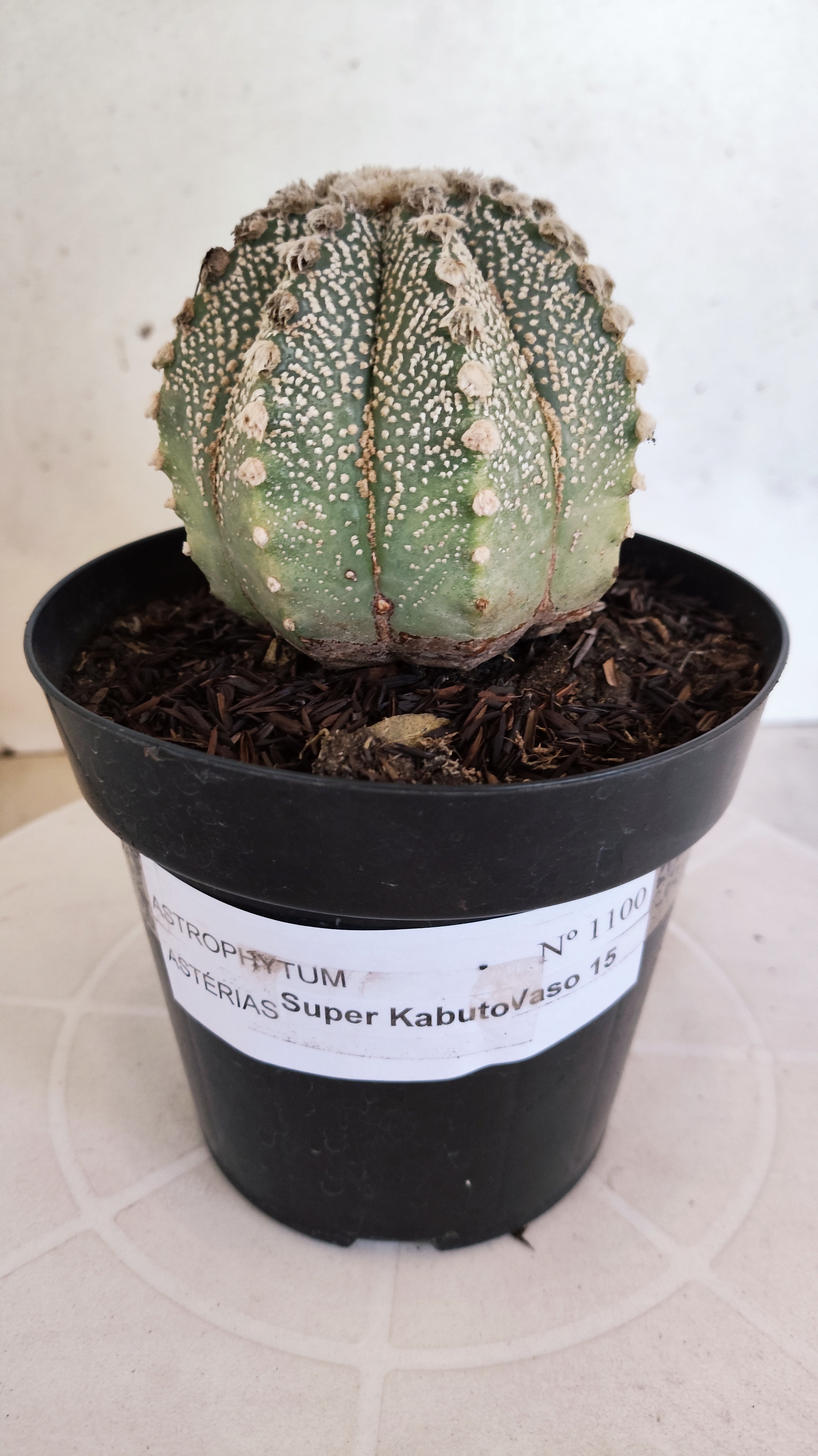 ASTROPHYTUM ASTERIAS SUPER KABUTO Nº 1100 – vaso 15