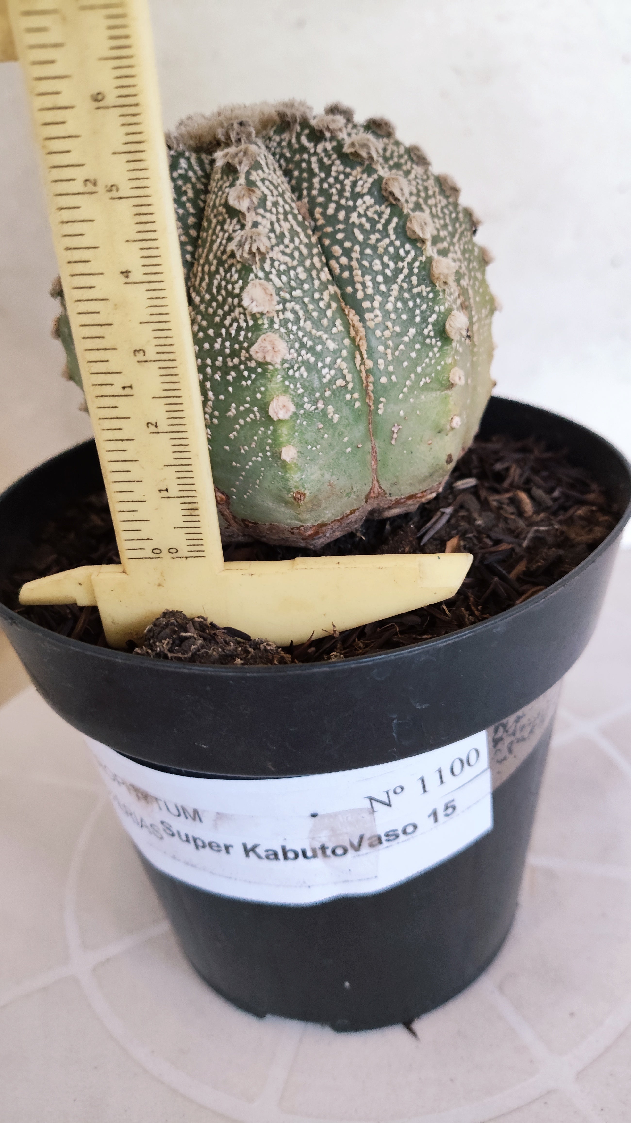 ASTROPHYTUM ASTERIAS SUPER KABUTO Nº 1100 – vaso 15