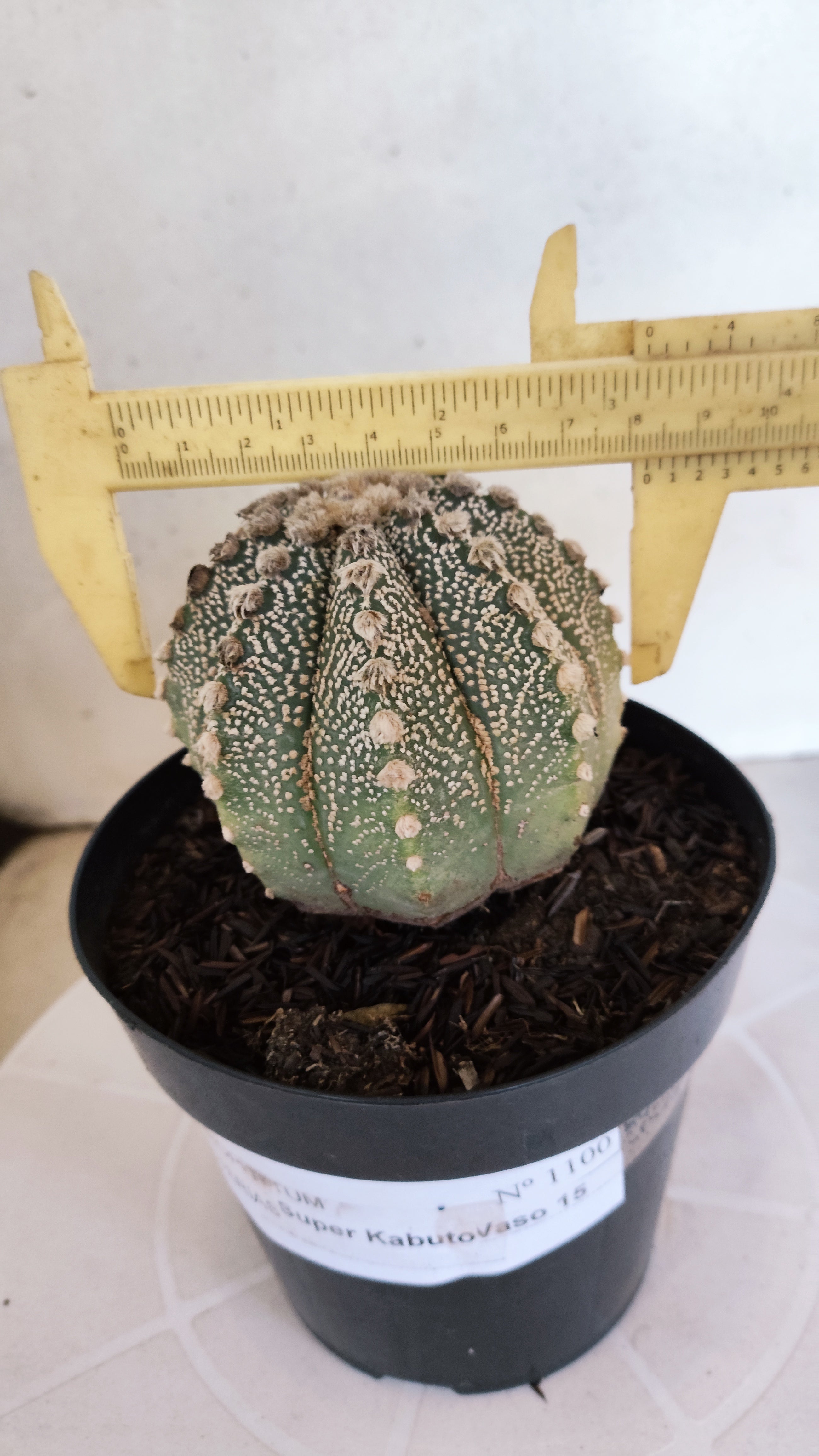 ASTROPHYTUM ASTERIAS SUPER KABUTO Nº 1100 – vaso 15