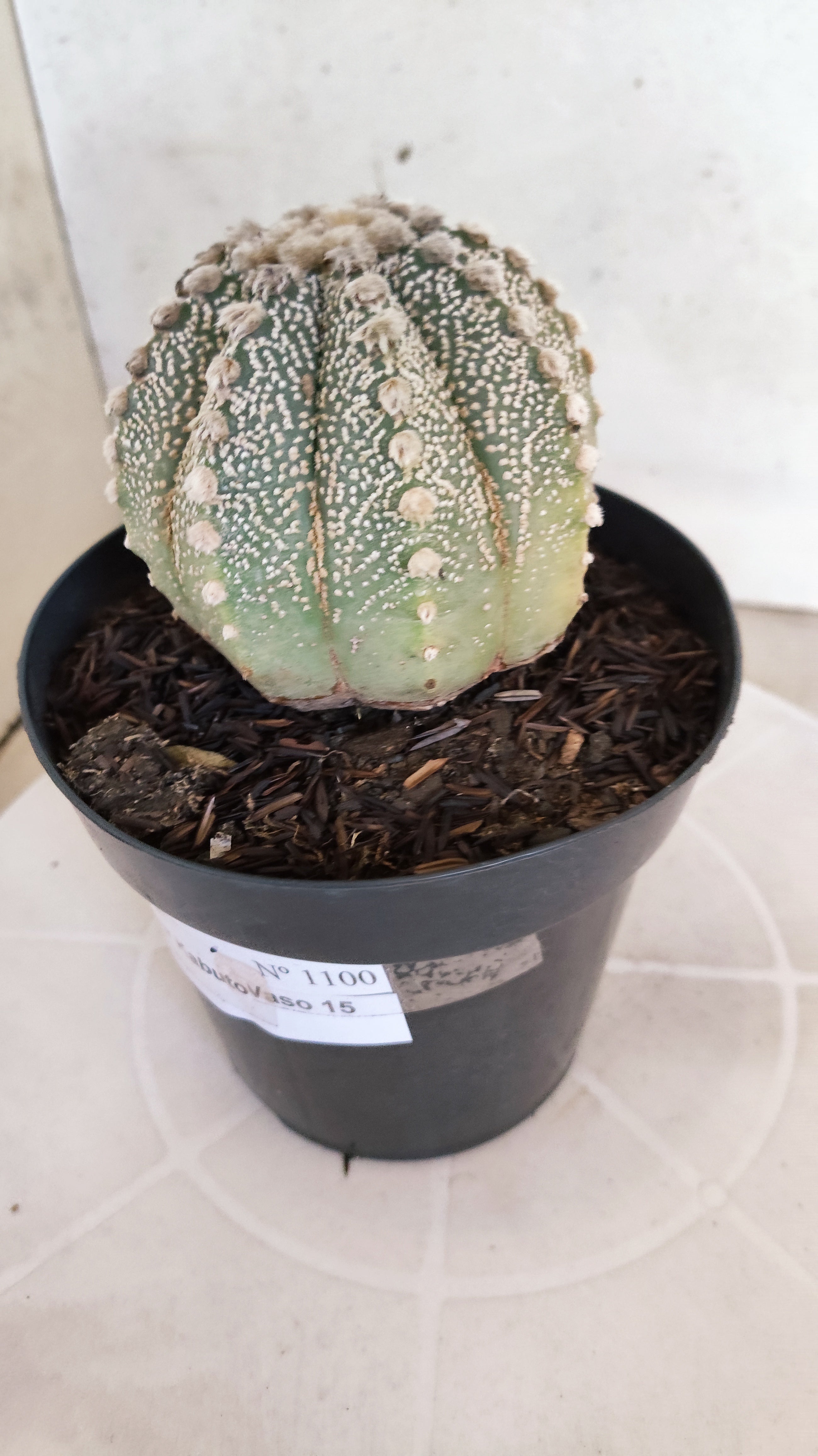 ASTROPHYTUM ASTERIAS SUPER KABUTO Nº 1100 – vaso 15