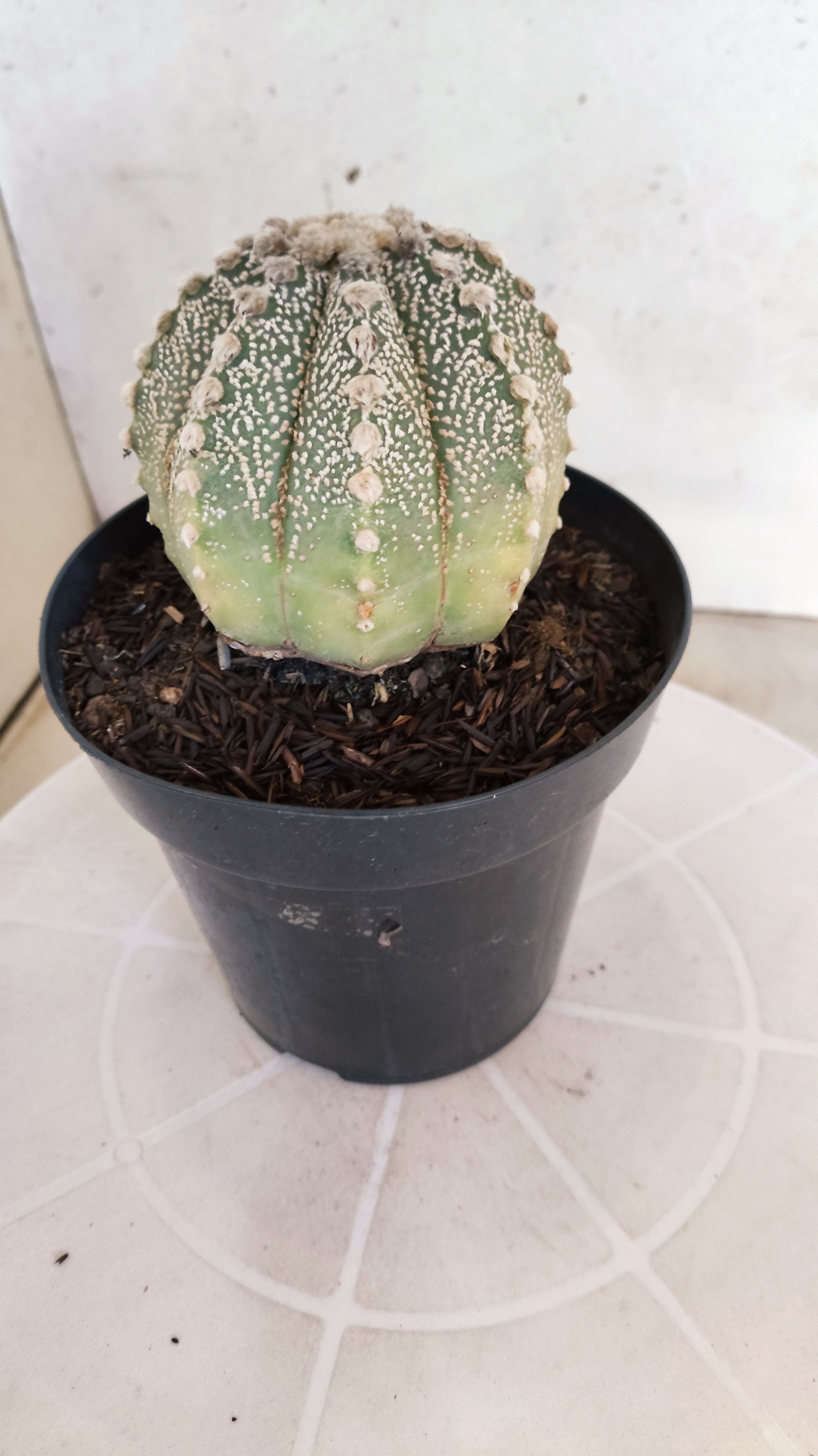 ASTROPHYTUM ASTERIAS SUPER KABUTO Nº 1100 – vaso 15