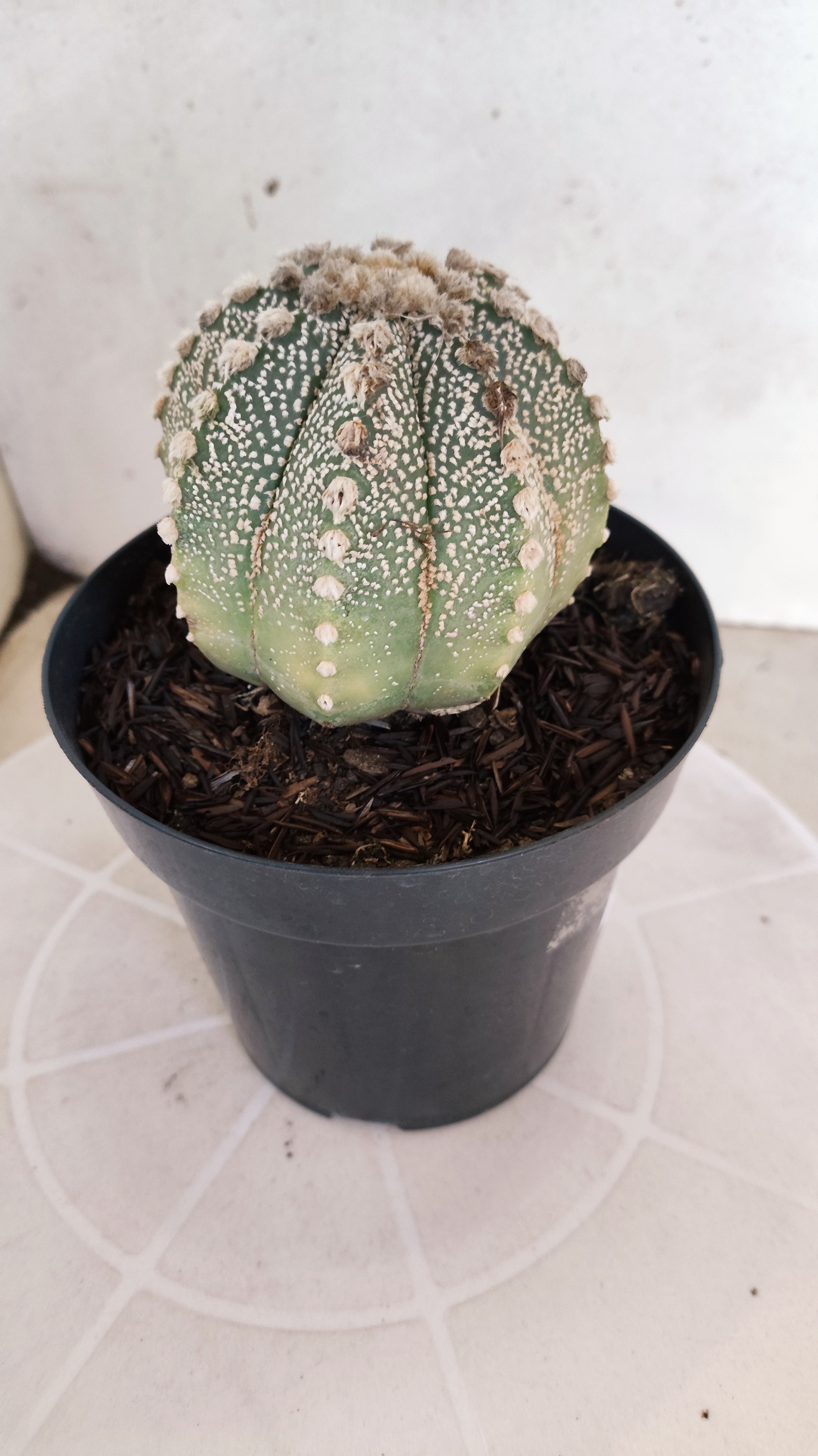 ASTROPHYTUM ASTERIAS SUPER KABUTO Nº 1100 – vaso 15