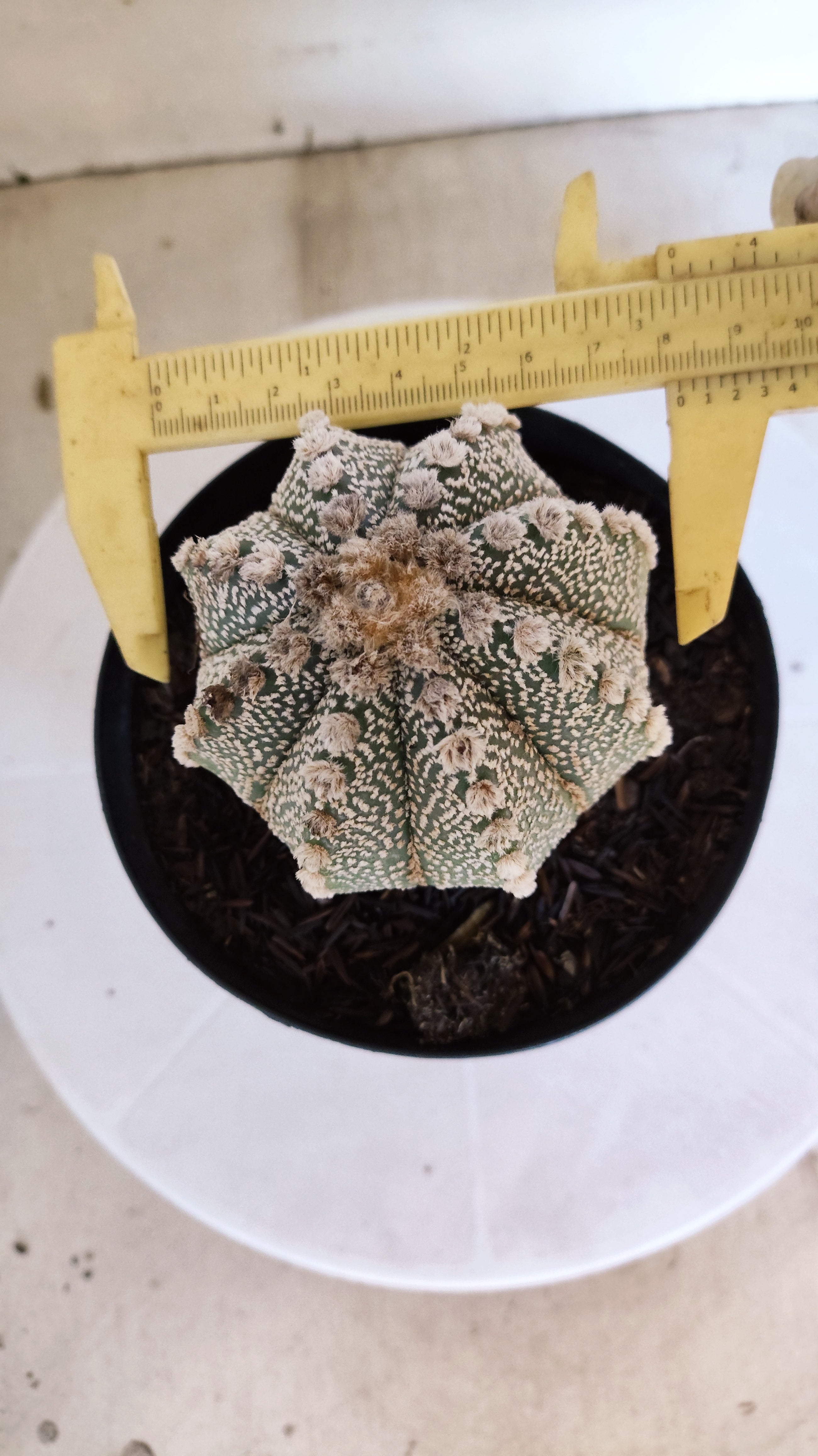 ASTROPHYTUM ASTERIAS SUPER KABUTO Nº 1100 – vaso 15