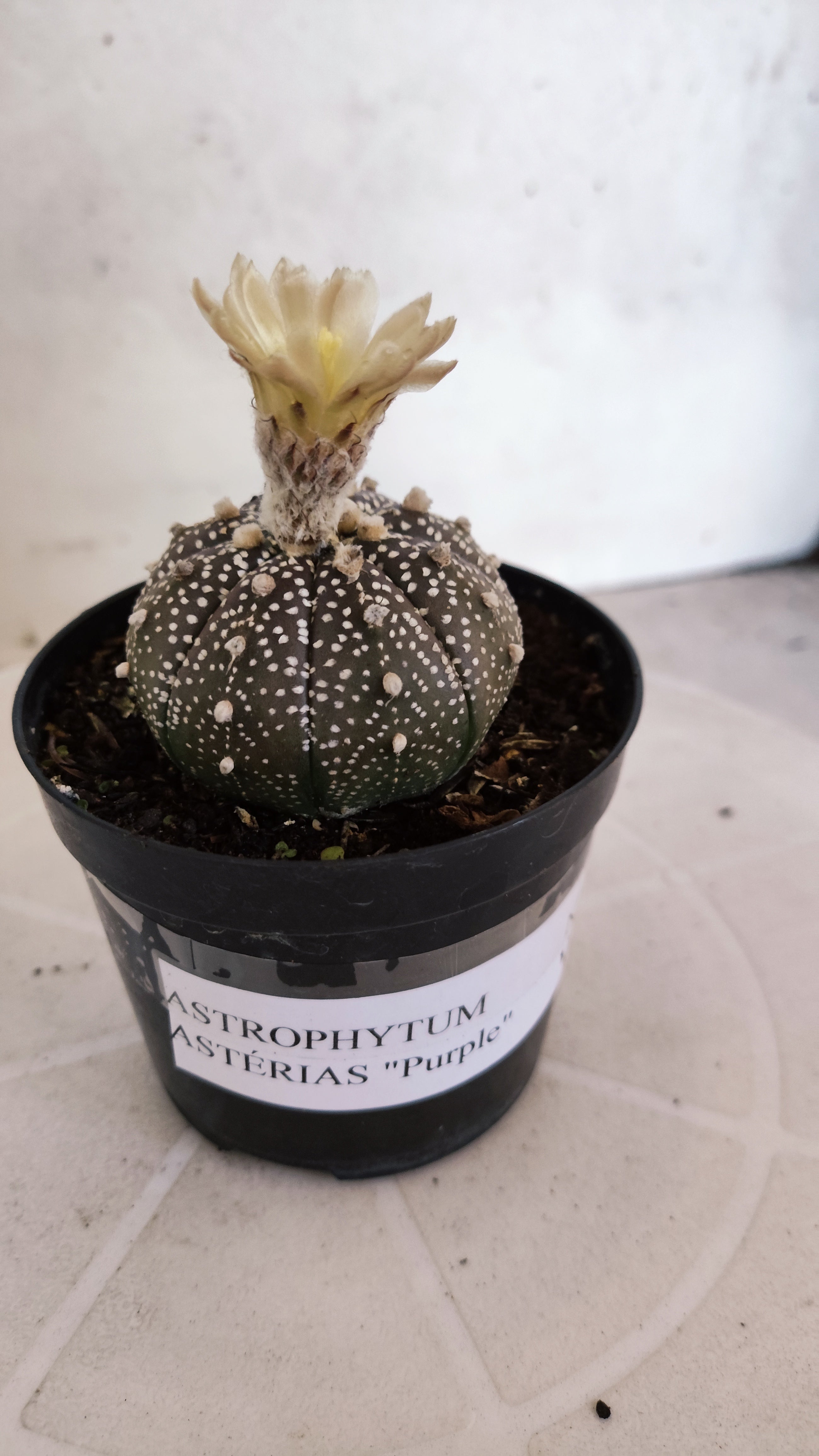 ASTROPHYTUM ASTERIAS “Purple”  Nº 266 – vaso 09