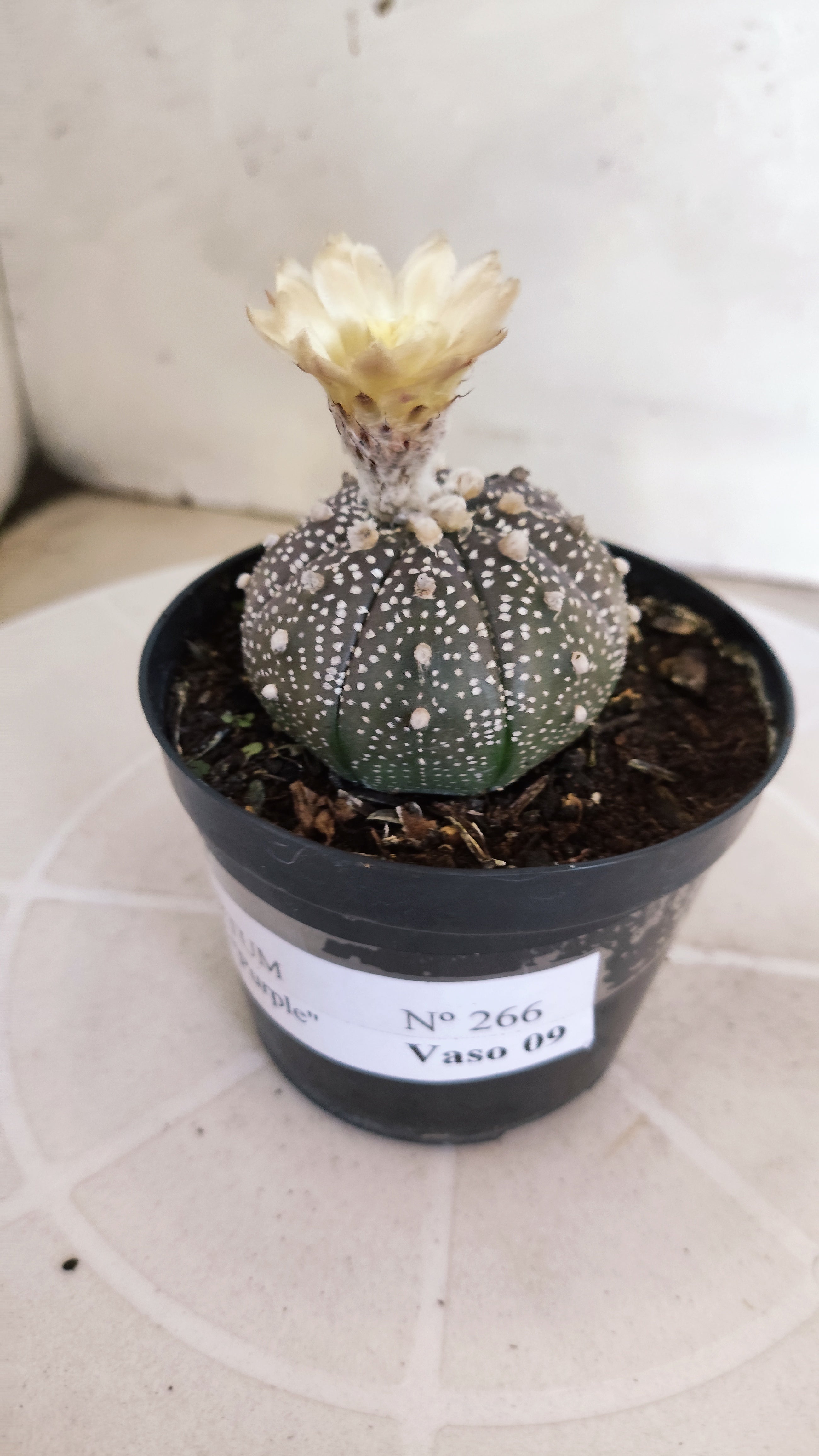 ASTROPHYTUM ASTERIAS “Purple”  Nº 266 – vaso 09
