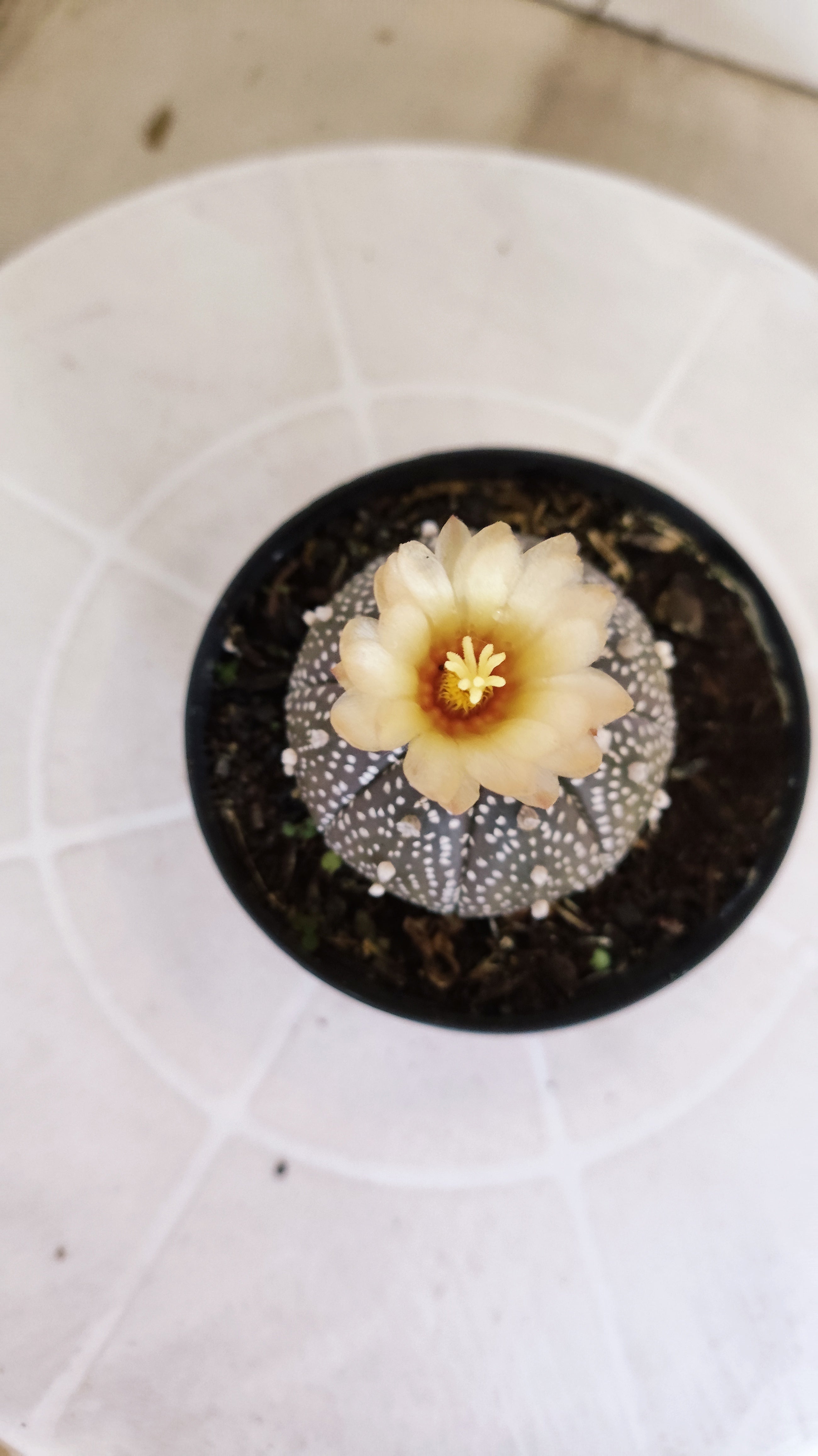 ASTROPHYTUM ASTERIAS “Purple”  Nº 266 – vaso 09