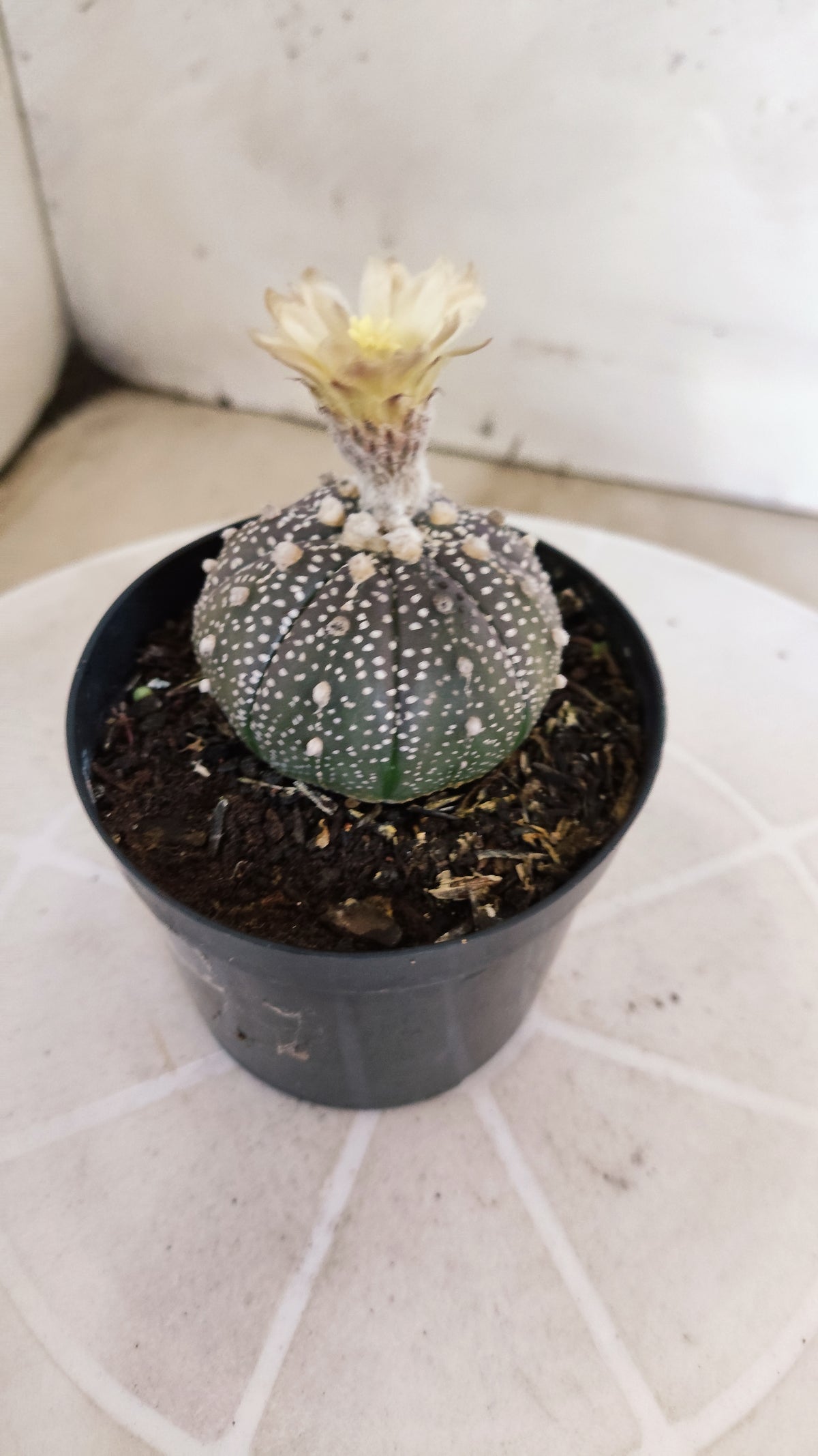 ASTROPHYTUM ASTERIAS “Purple”  Nº 266 – vaso 09