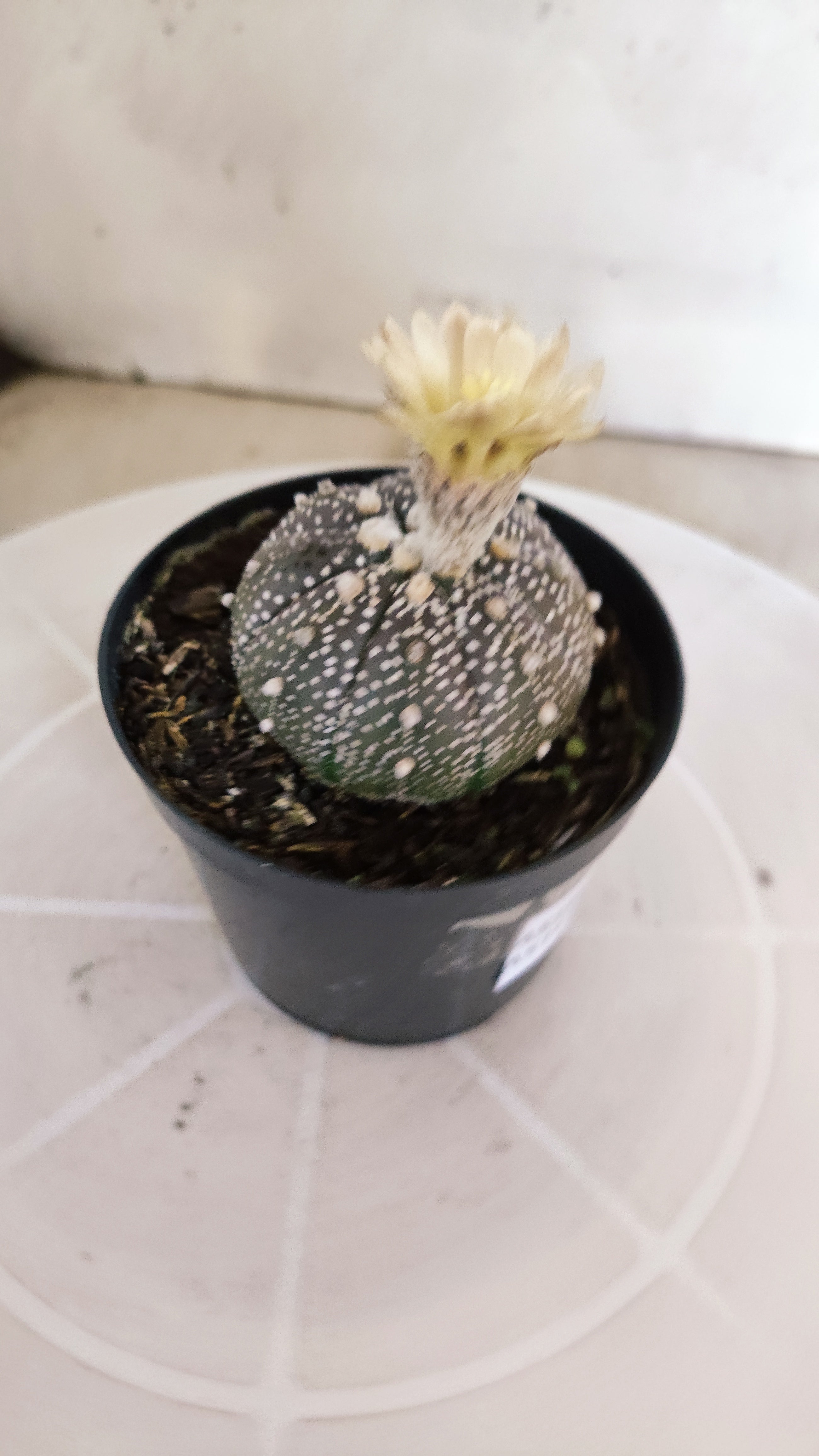 ASTROPHYTUM ASTERIAS “Purple”  Nº 266 – vaso 09