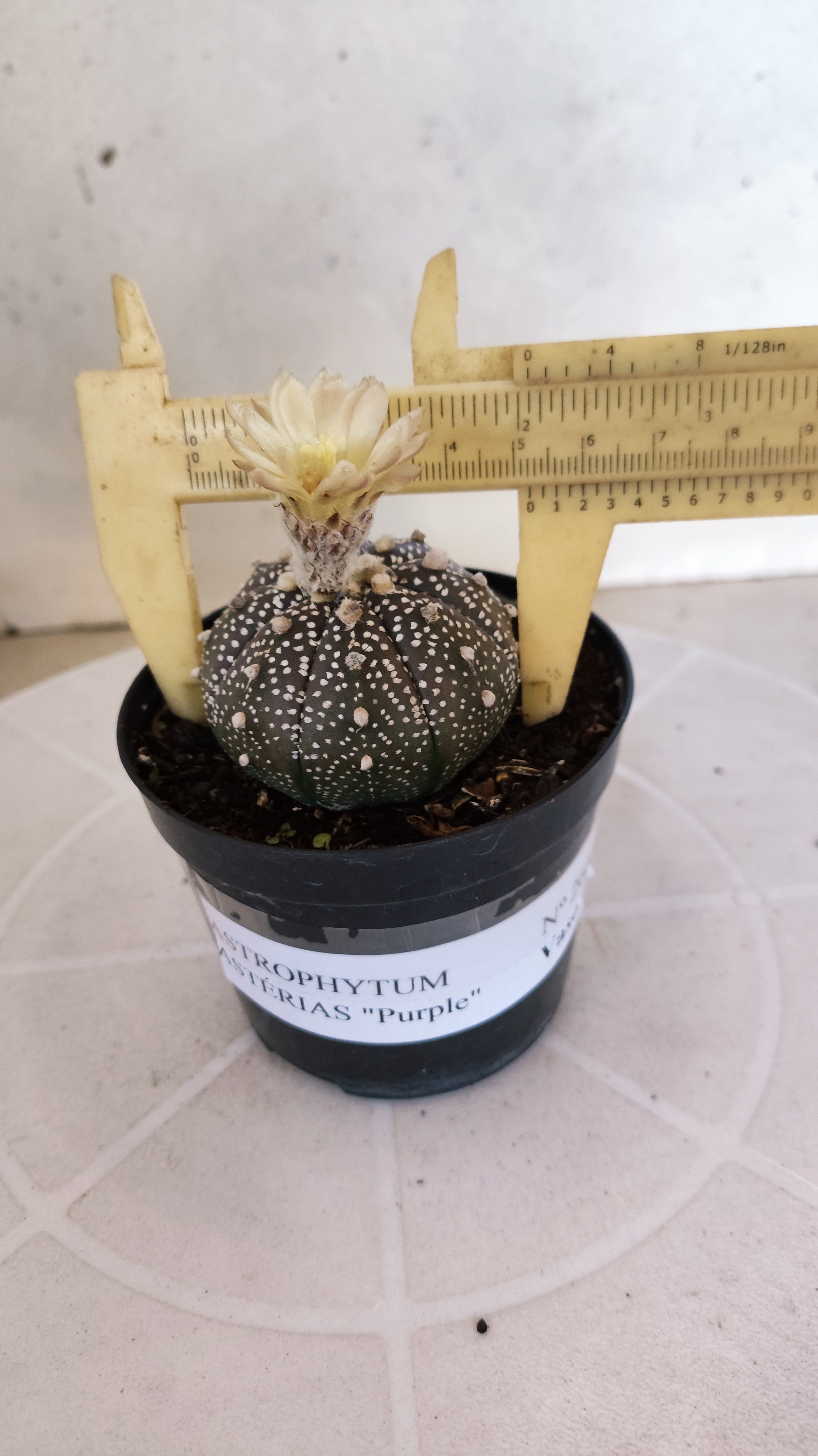 ASTROPHYTUM ASTERIAS “Purple”  Nº 266 – vaso 09