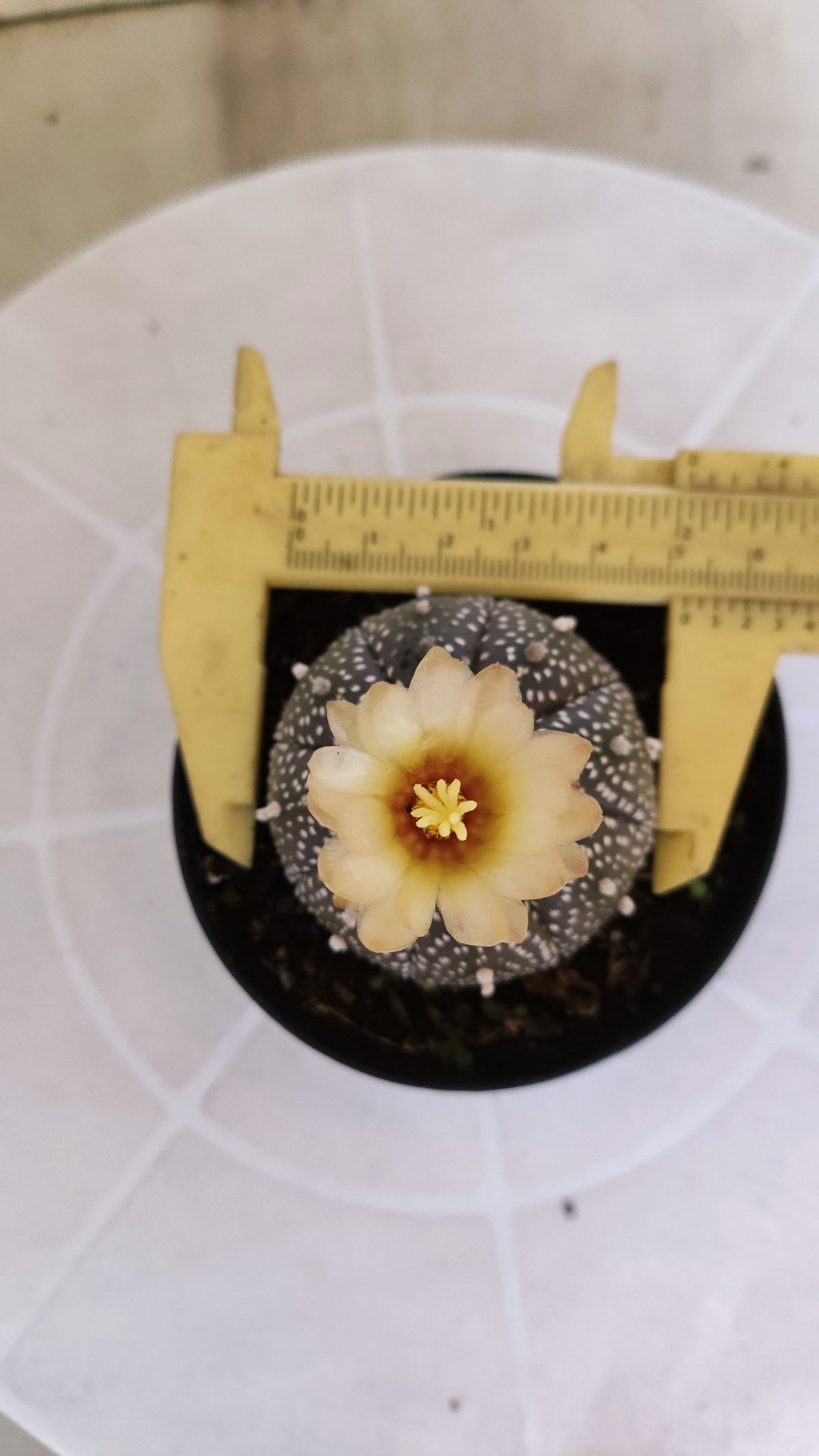 ASTROPHYTUM ASTERIAS “Purple”  Nº 266 – vaso 09