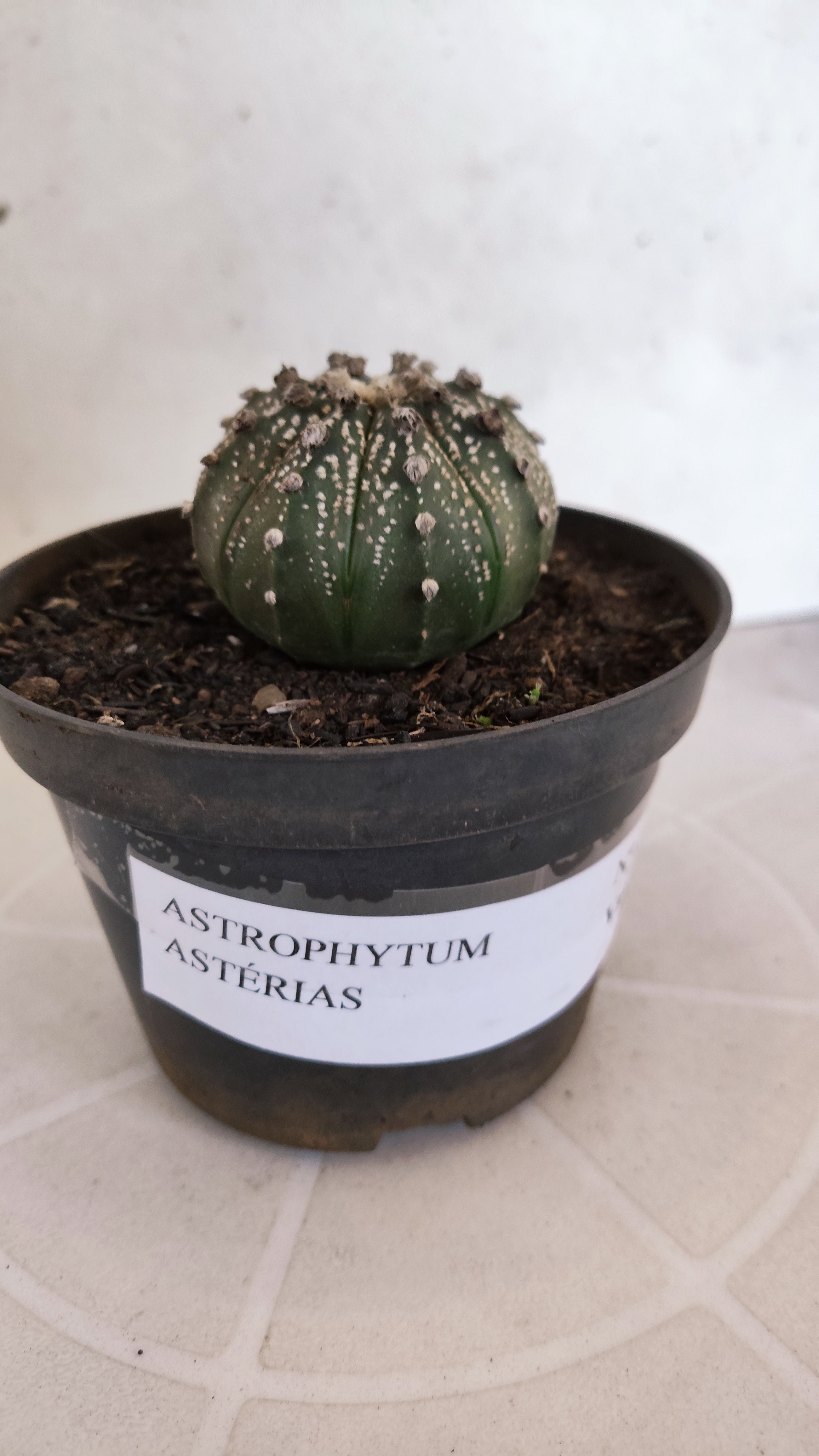 MATRIZ ASTROPHYTUM ASTÉRIAS  Nº 1059 – vaso 11
