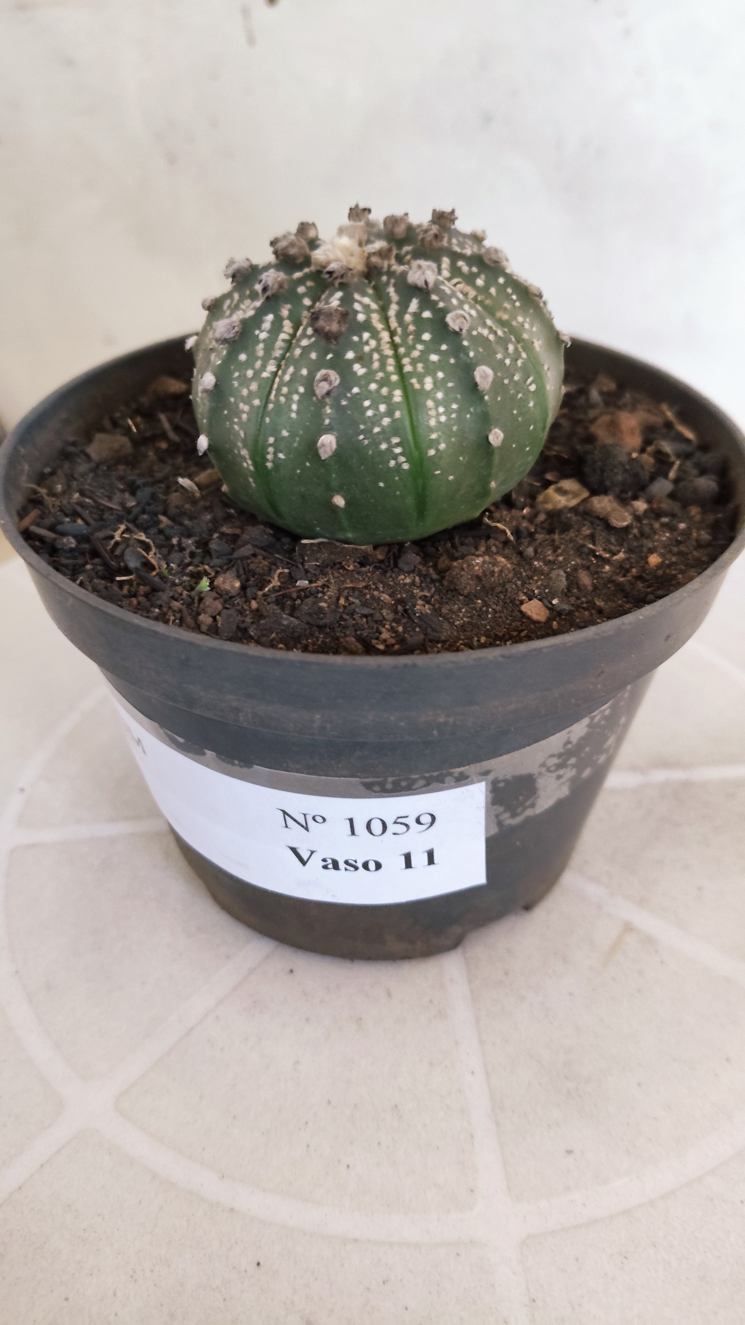 MATRIZ ASTROPHYTUM ASTÉRIAS  Nº 1059 – vaso 11