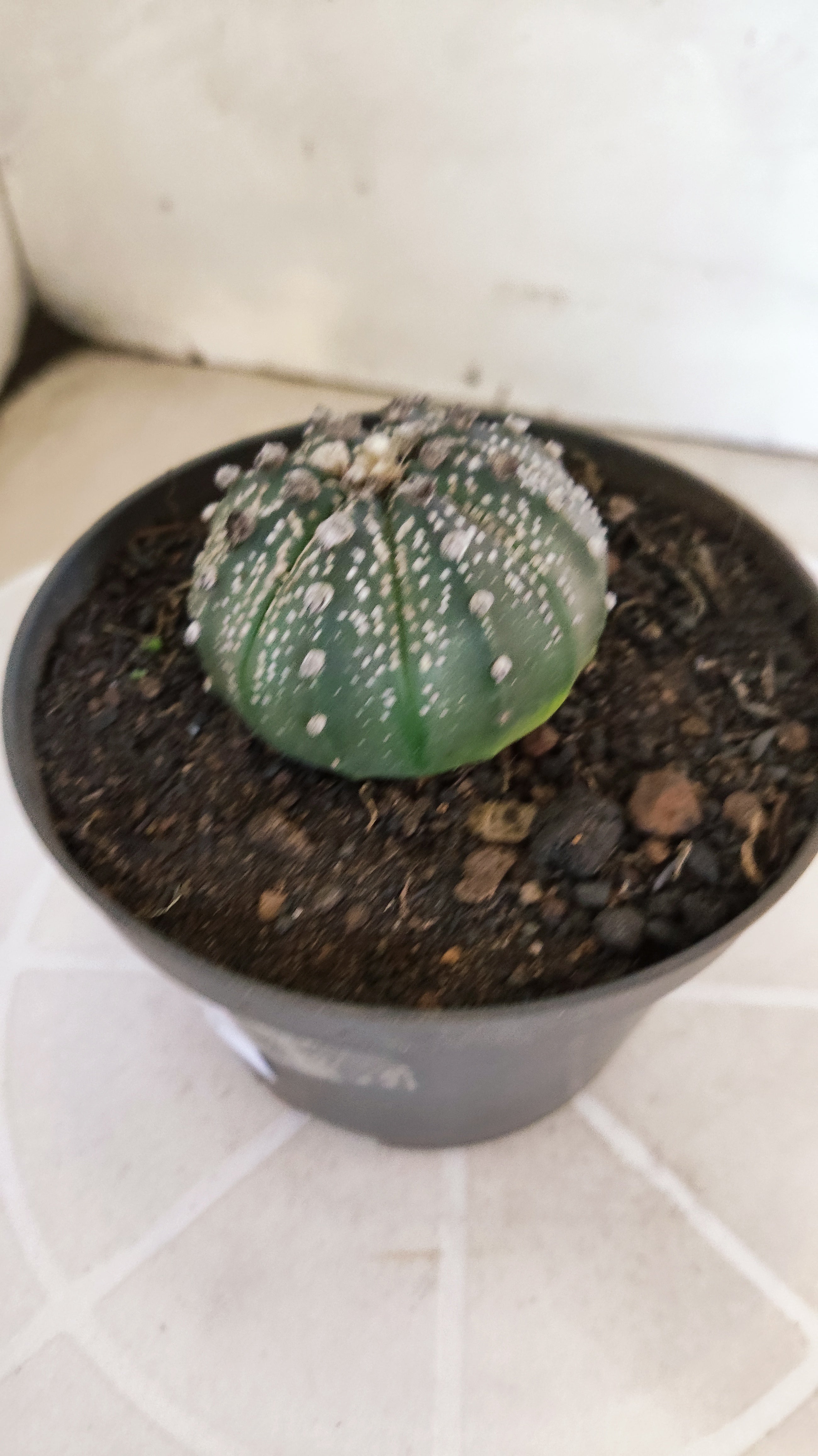 MATRIZ ASTROPHYTUM ASTÉRIAS  Nº 1059 – vaso 11