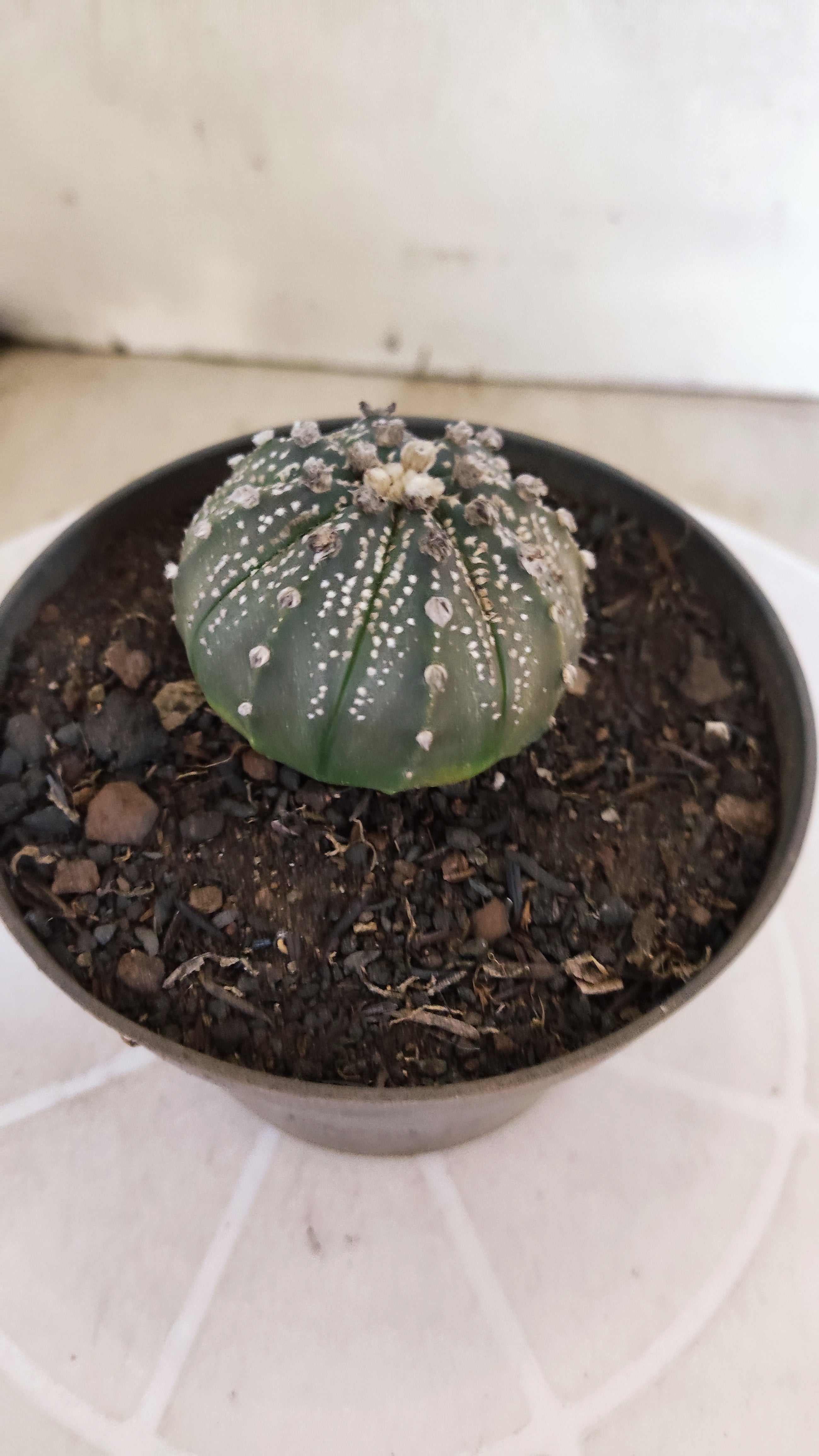 MATRIZ ASTROPHYTUM ASTÉRIAS  Nº 1059 – vaso 11