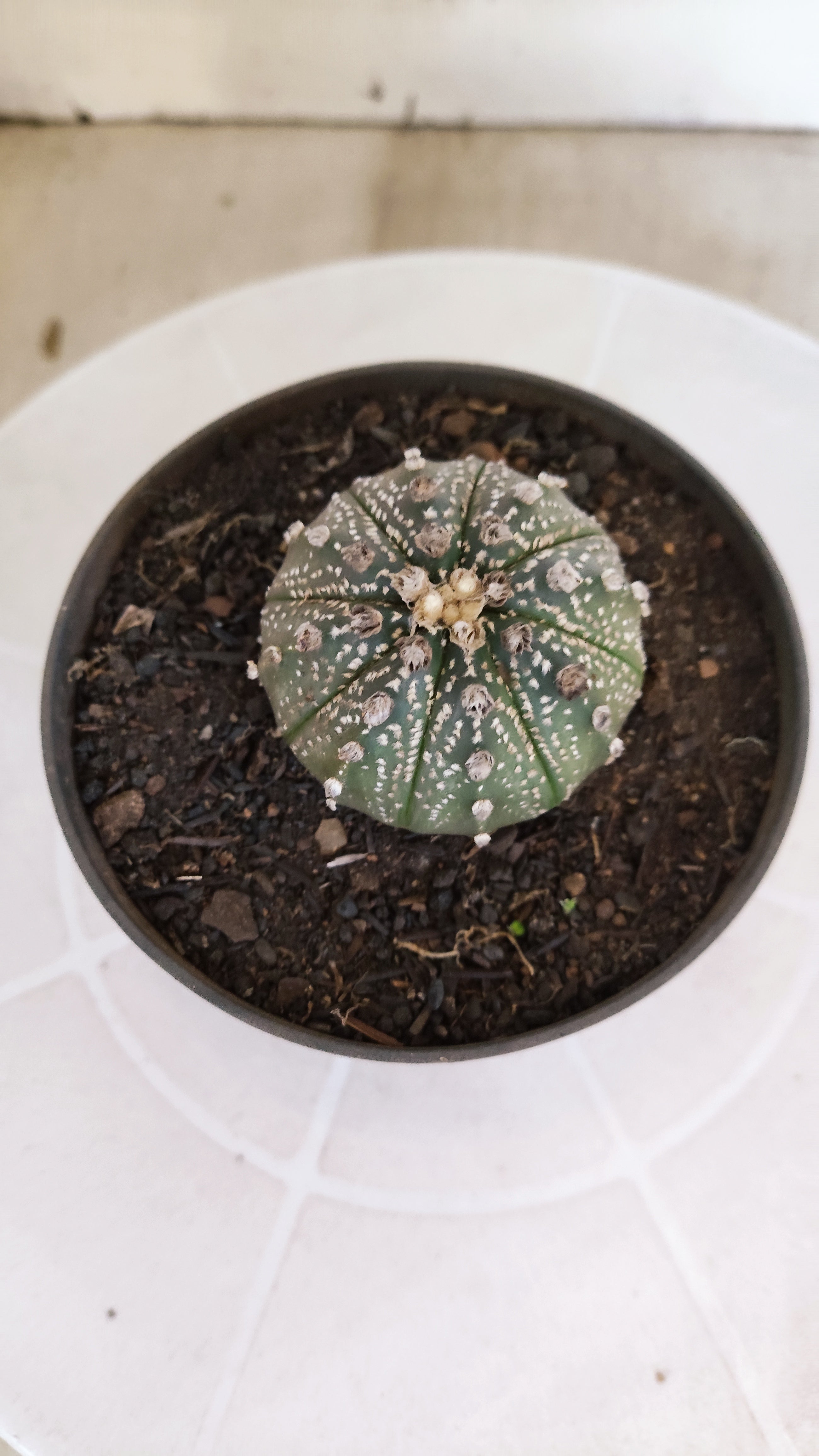 MATRIZ ASTROPHYTUM ASTÉRIAS  Nº 1059 – vaso 11