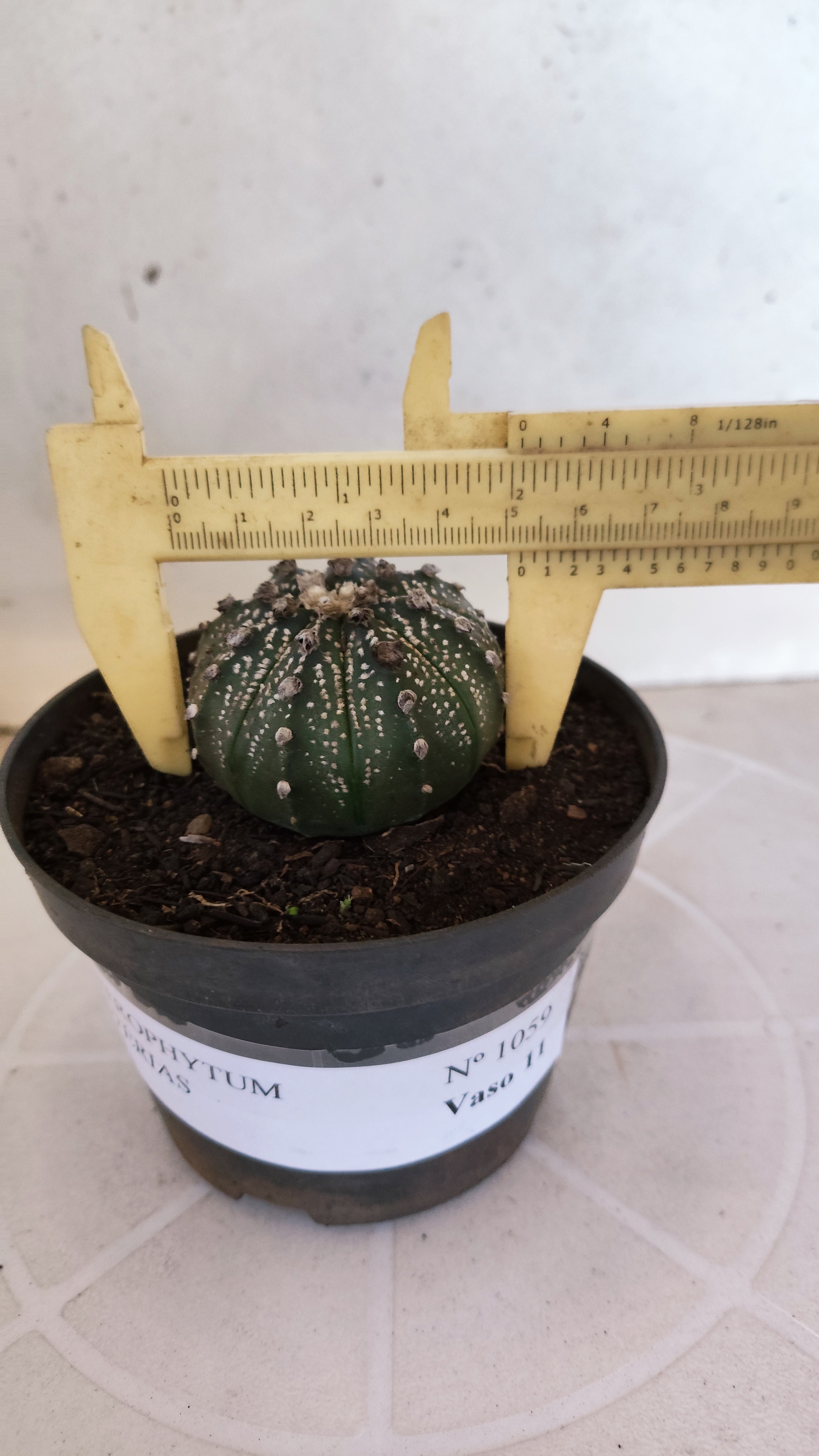 MATRIZ ASTROPHYTUM ASTÉRIAS  Nº 1059 – vaso 11
