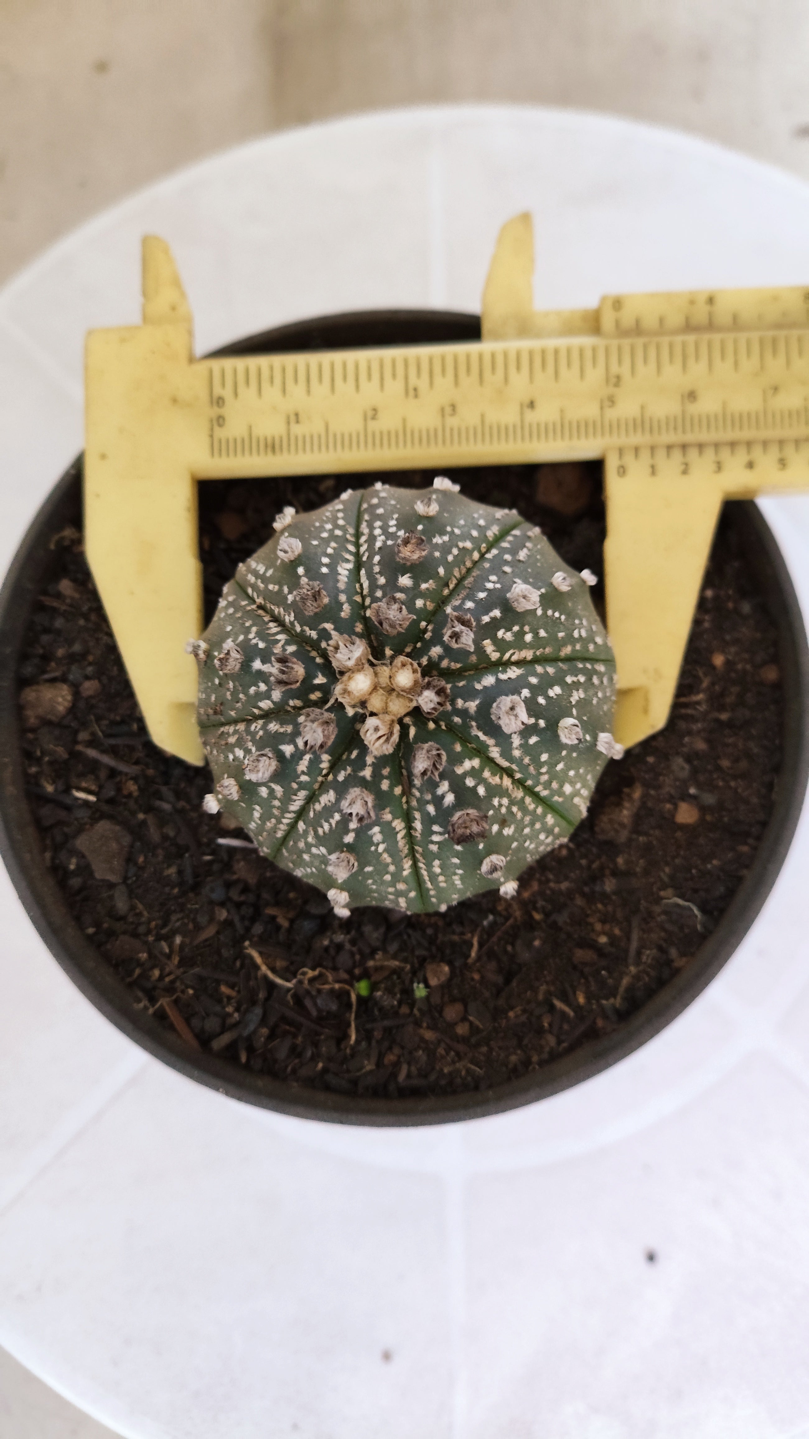 MATRIZ ASTROPHYTUM ASTÉRIAS  Nº 1059 – vaso 11