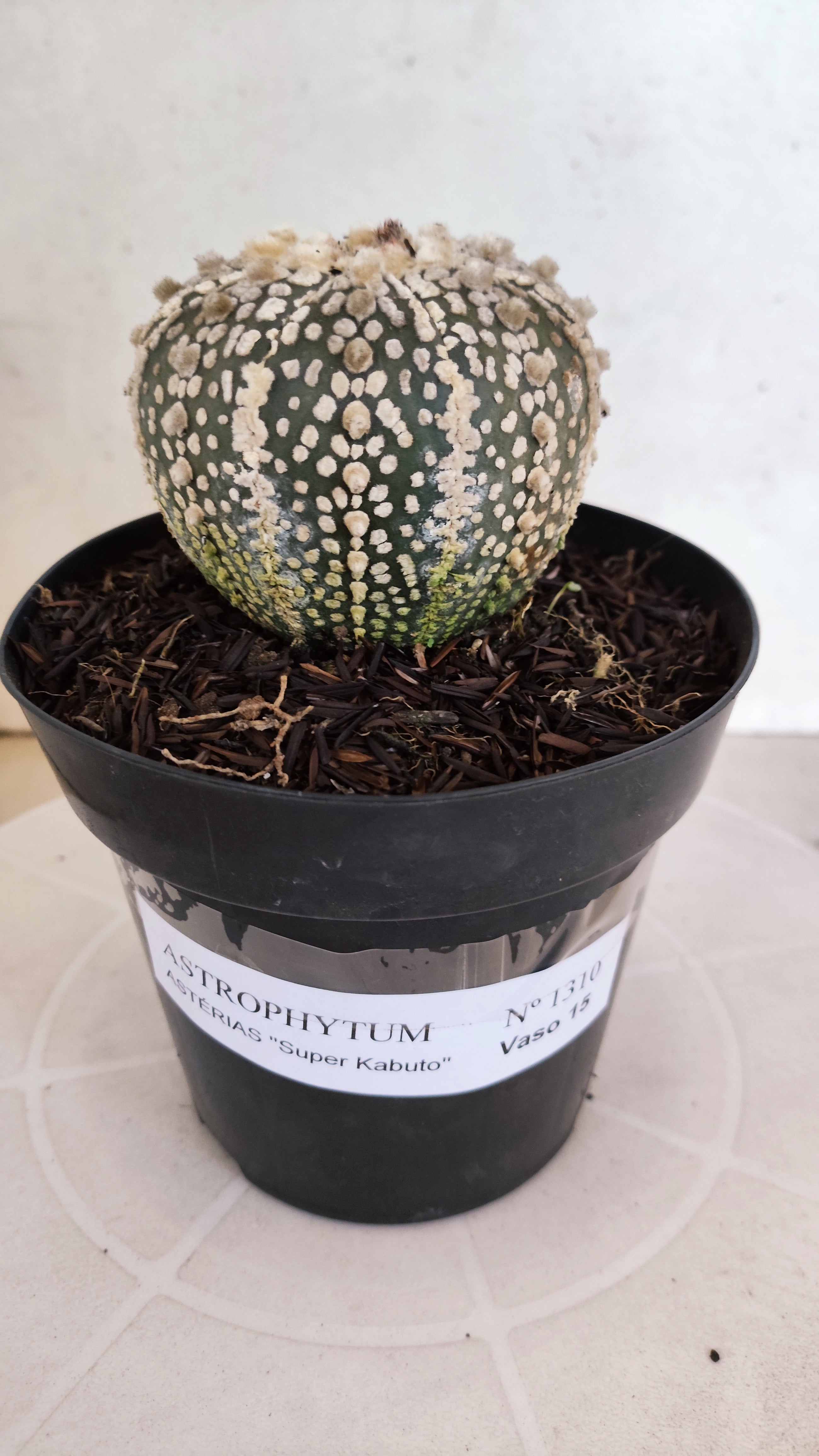 ASTROPHYTUM ASTERIAS SUPER KABUTO Nº 1310 – vaso 15