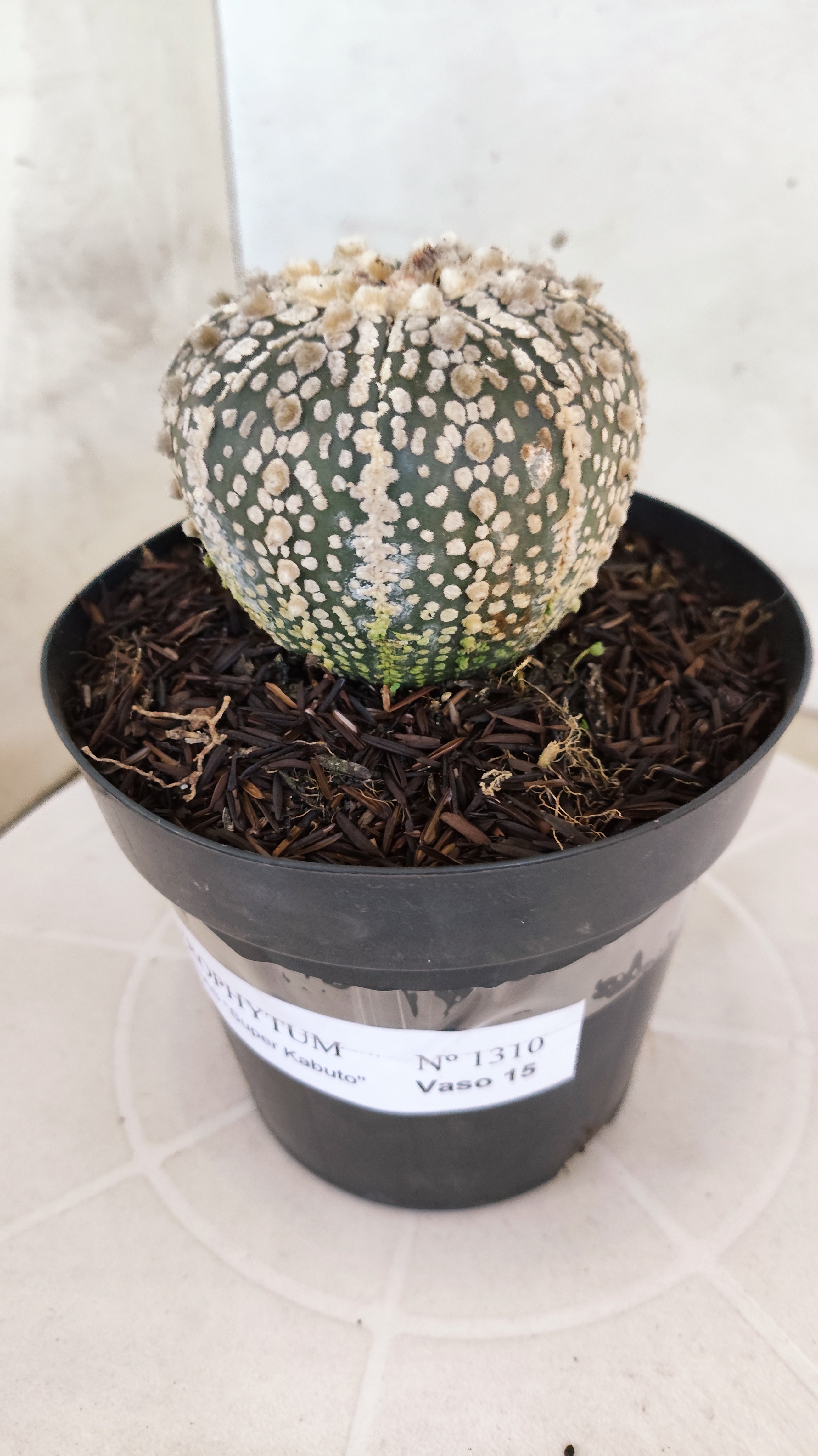ASTROPHYTUM ASTERIAS SUPER KABUTO Nº 1310 – vaso 15