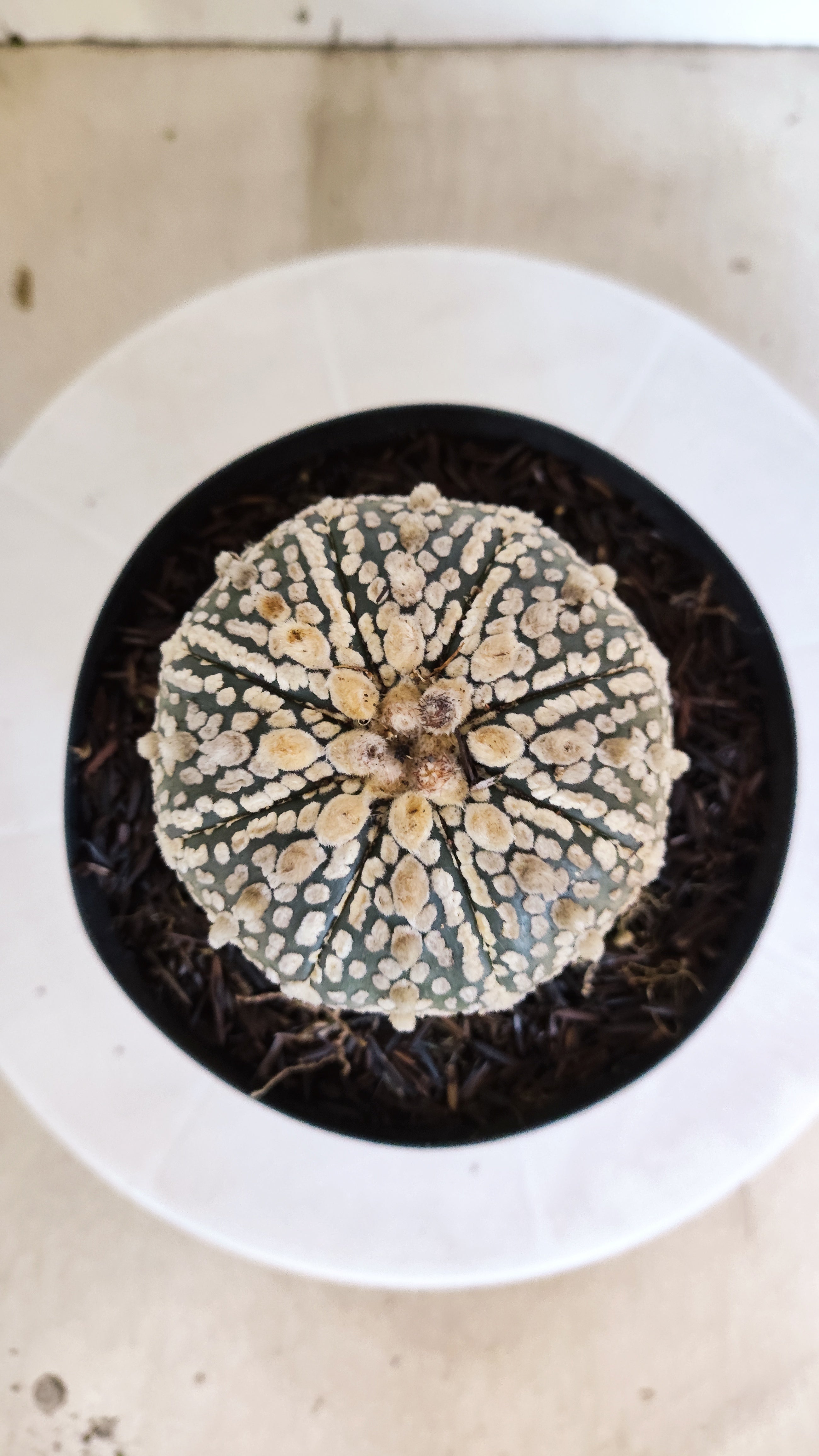 ASTROPHYTUM ASTERIAS SUPER KABUTO Nº 1310 – vaso 15