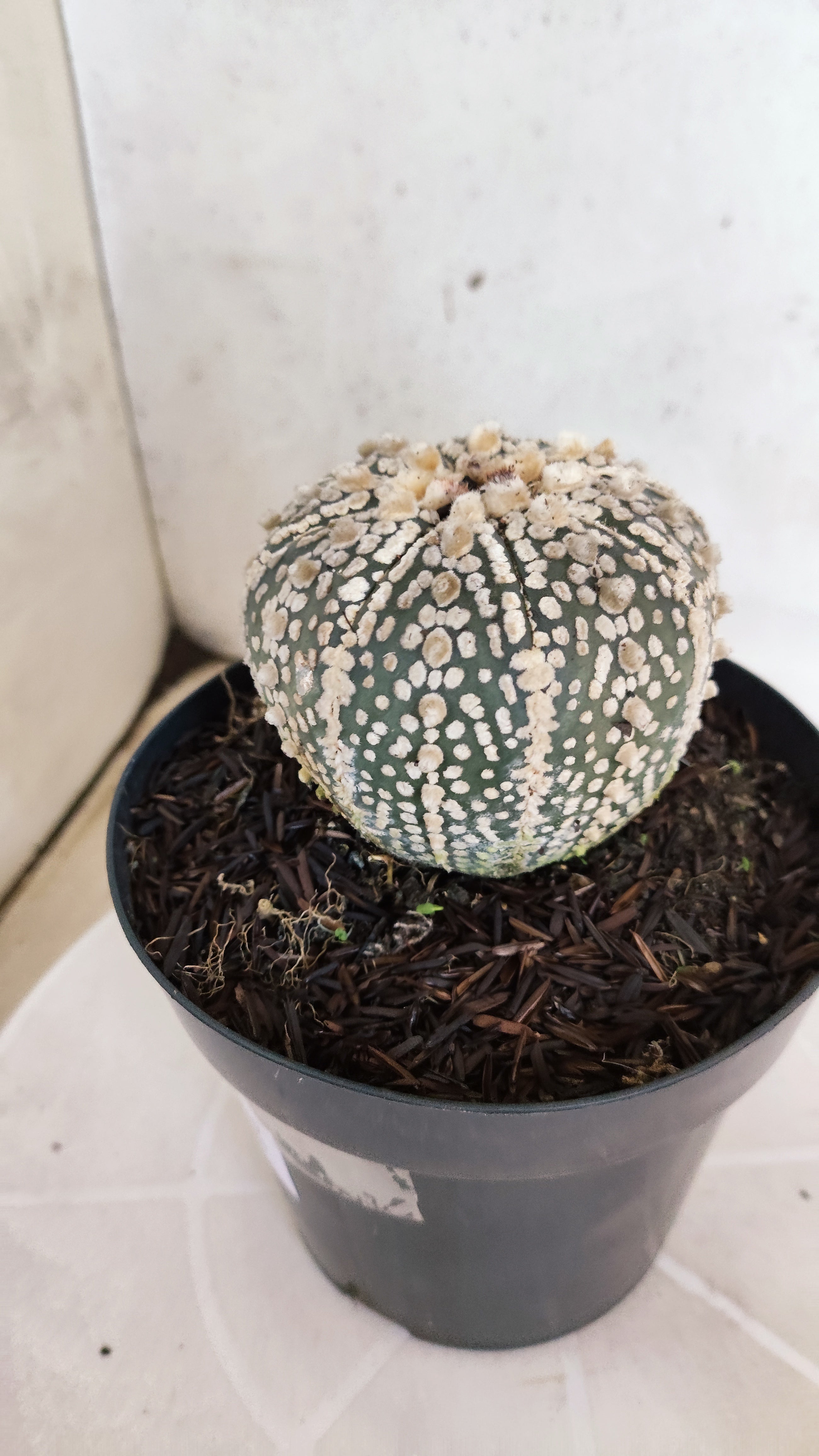 ASTROPHYTUM ASTERIAS SUPER KABUTO Nº 1310 – vaso 15