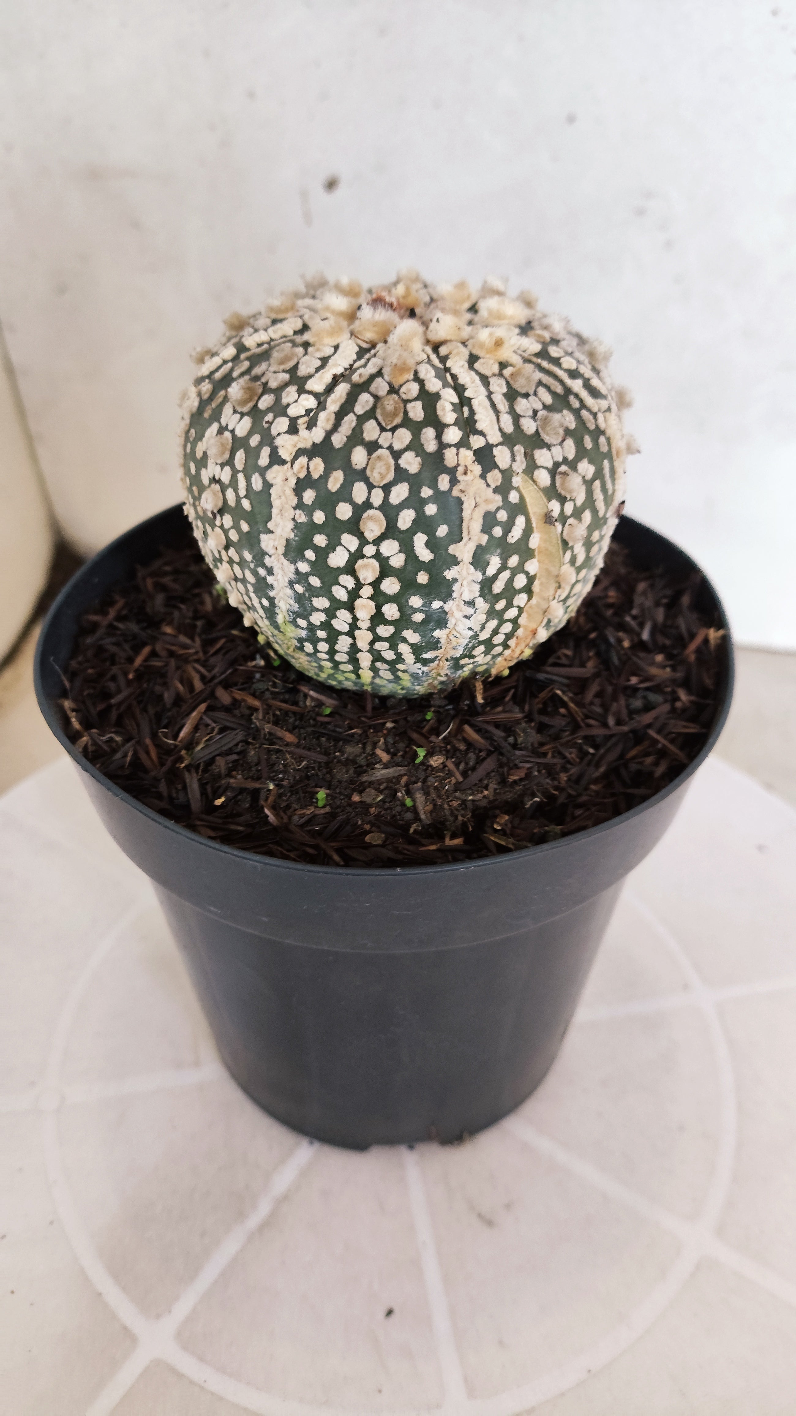 ASTROPHYTUM ASTERIAS SUPER KABUTO Nº 1310 – vaso 15