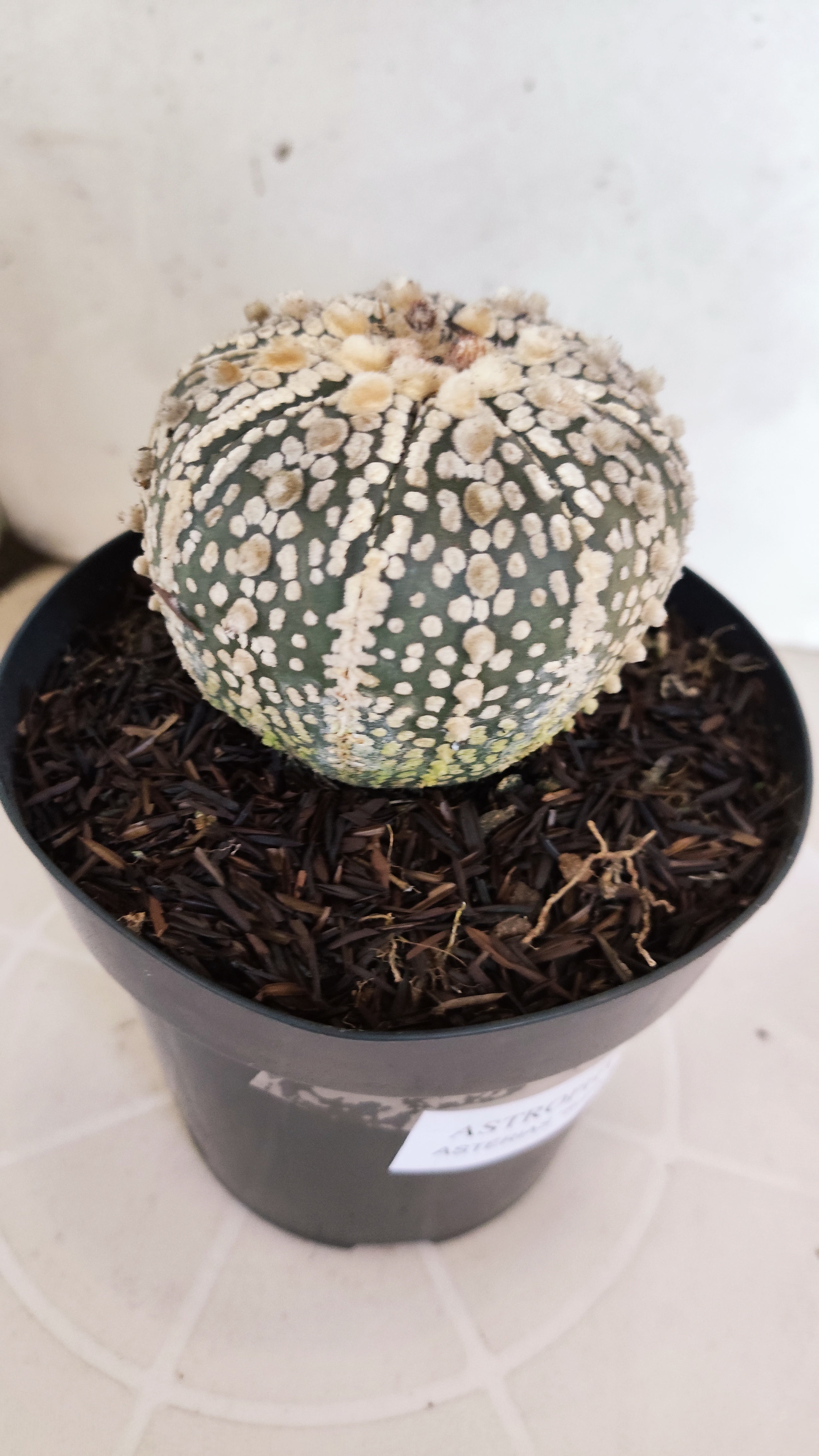 ASTROPHYTUM ASTERIAS SUPER KABUTO Nº 1310 – vaso 15