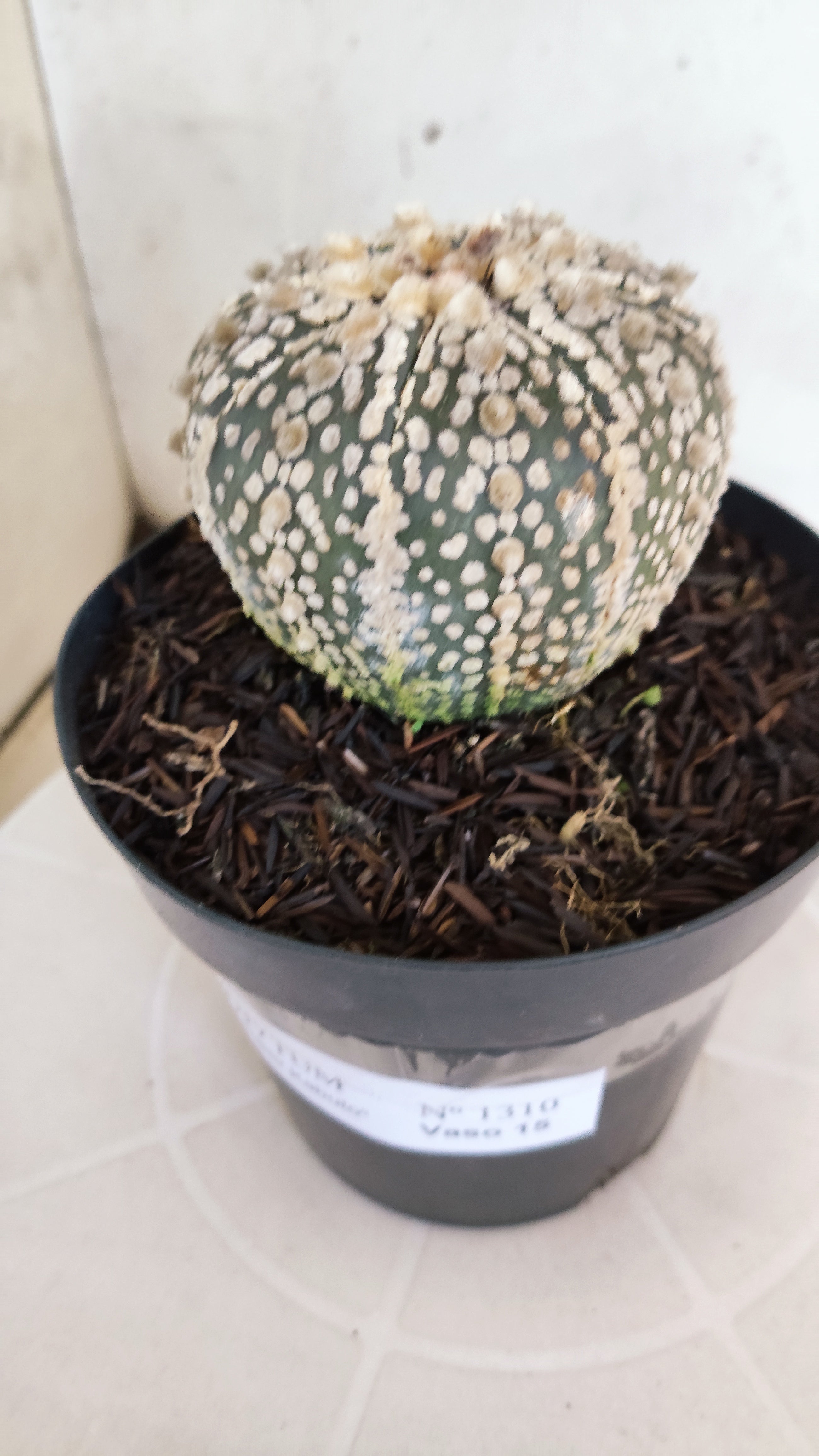 ASTROPHYTUM ASTERIAS SUPER KABUTO Nº 1310 – vaso 15