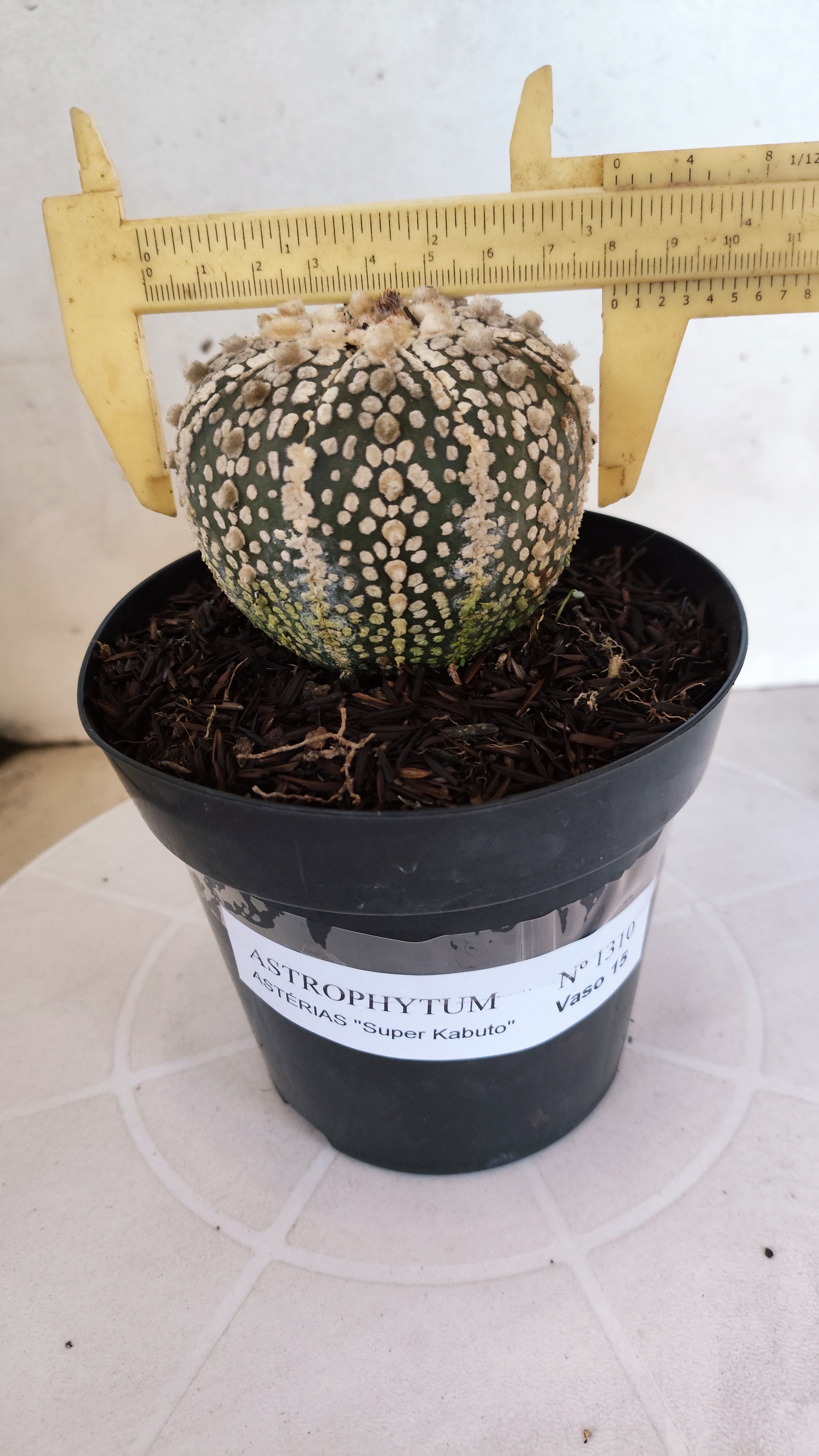 ASTROPHYTUM ASTERIAS SUPER KABUTO Nº 1310 – vaso 15
