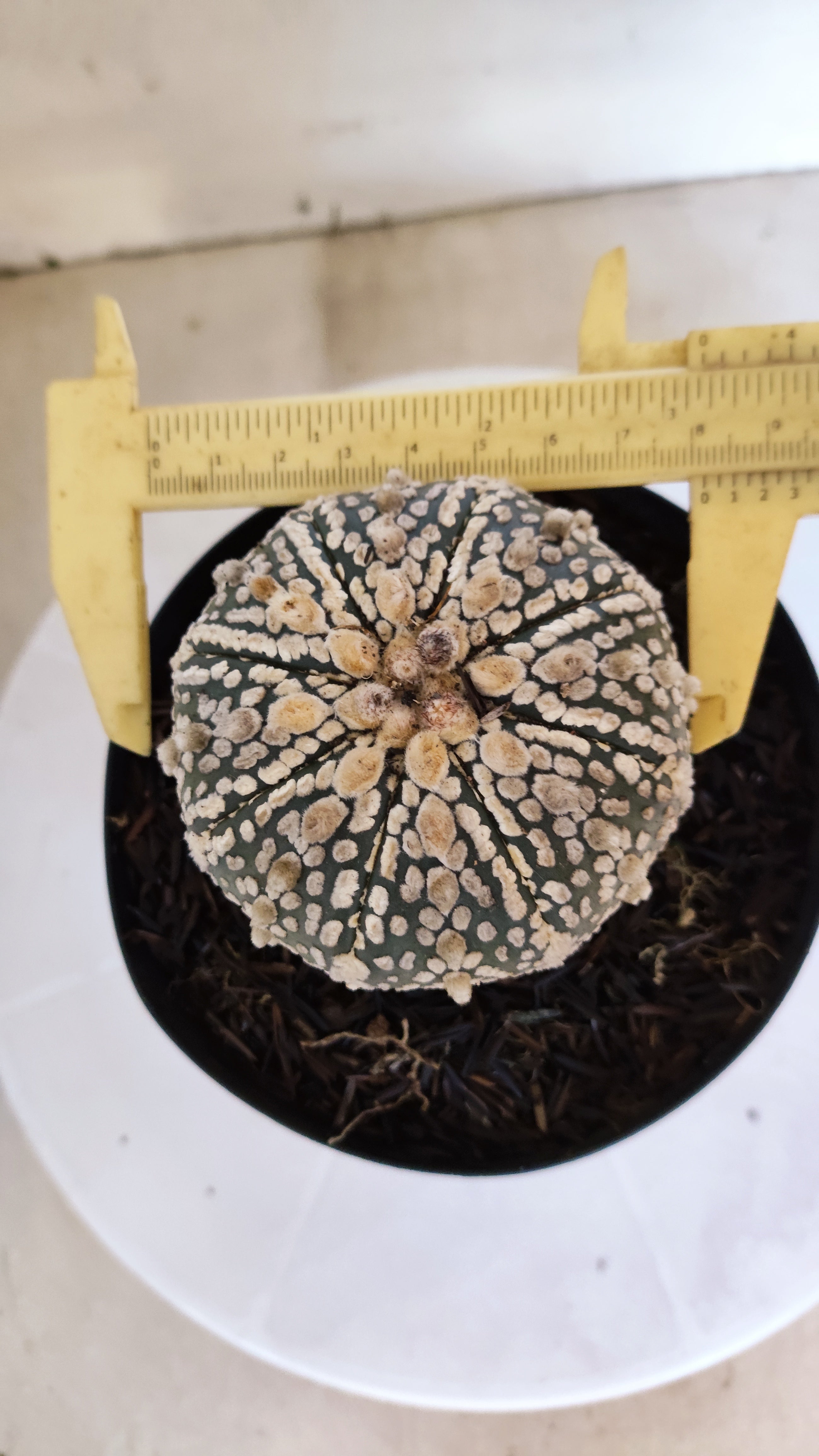 ASTROPHYTUM ASTERIAS SUPER KABUTO Nº 1310 – vaso 15