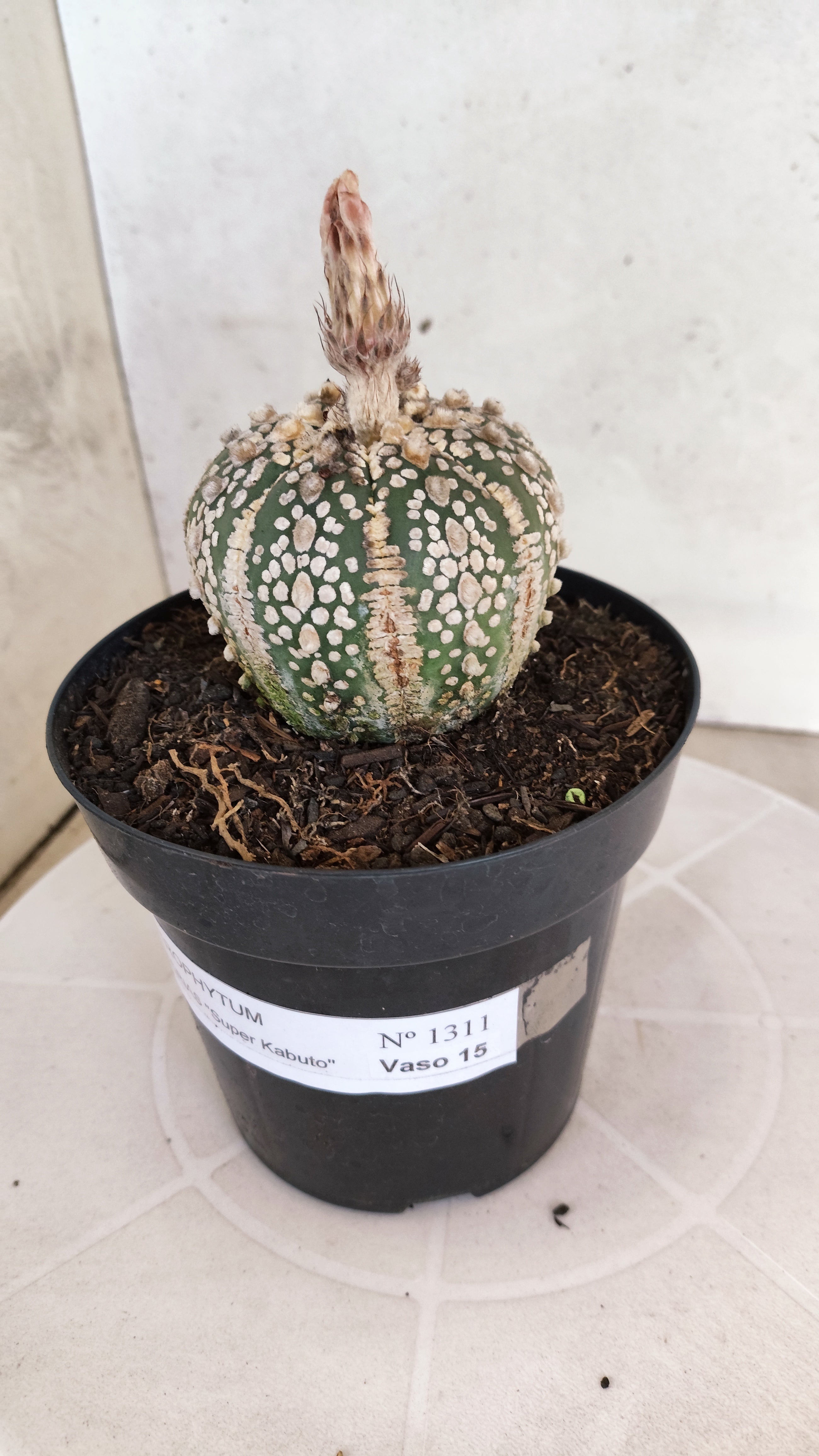 ASTROPHYTUM ASTERIAS SUPER KABUTO Nº 1311 – vaso 15