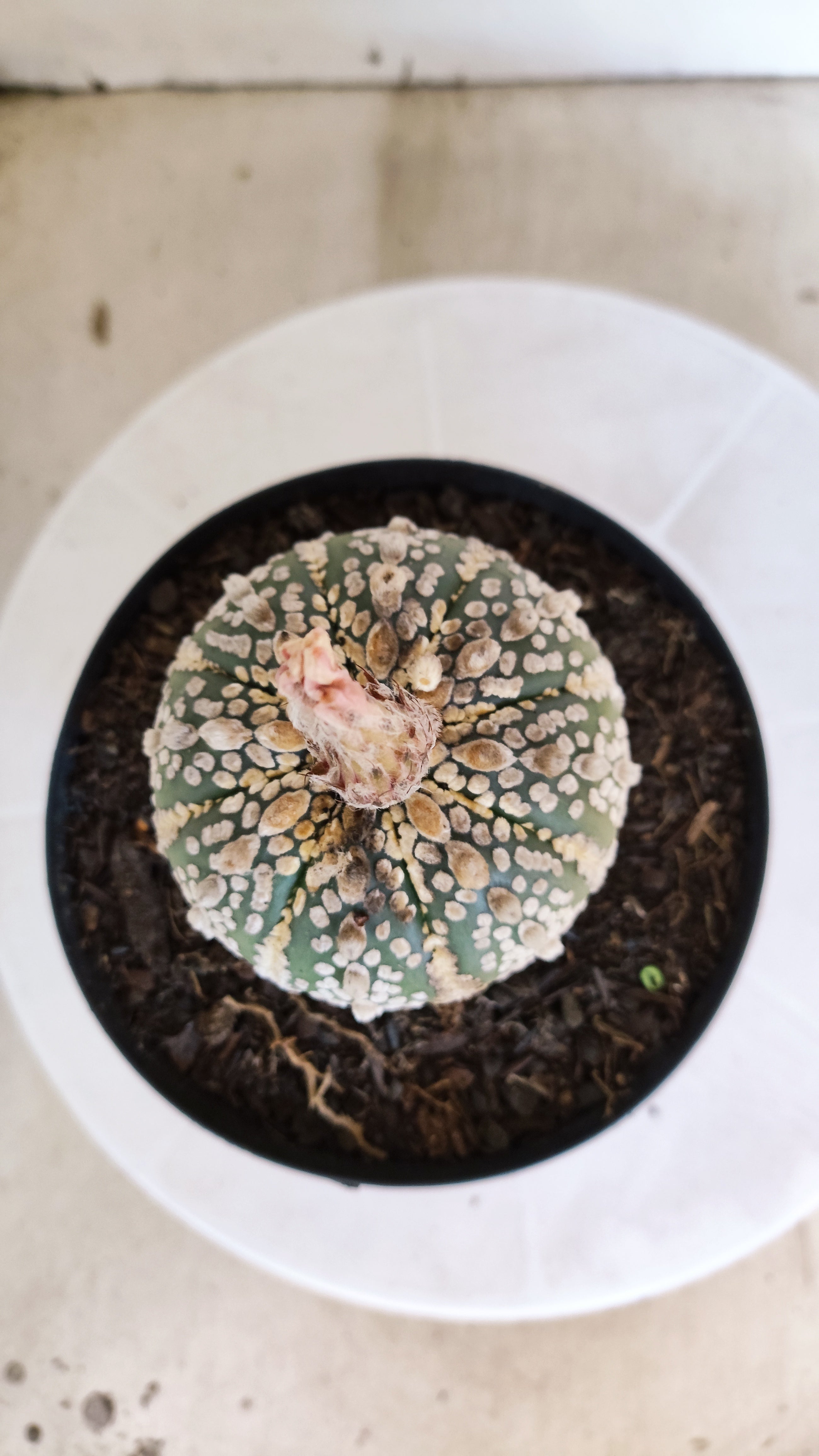 ASTROPHYTUM ASTERIAS SUPER KABUTO Nº 1311 – vaso 15