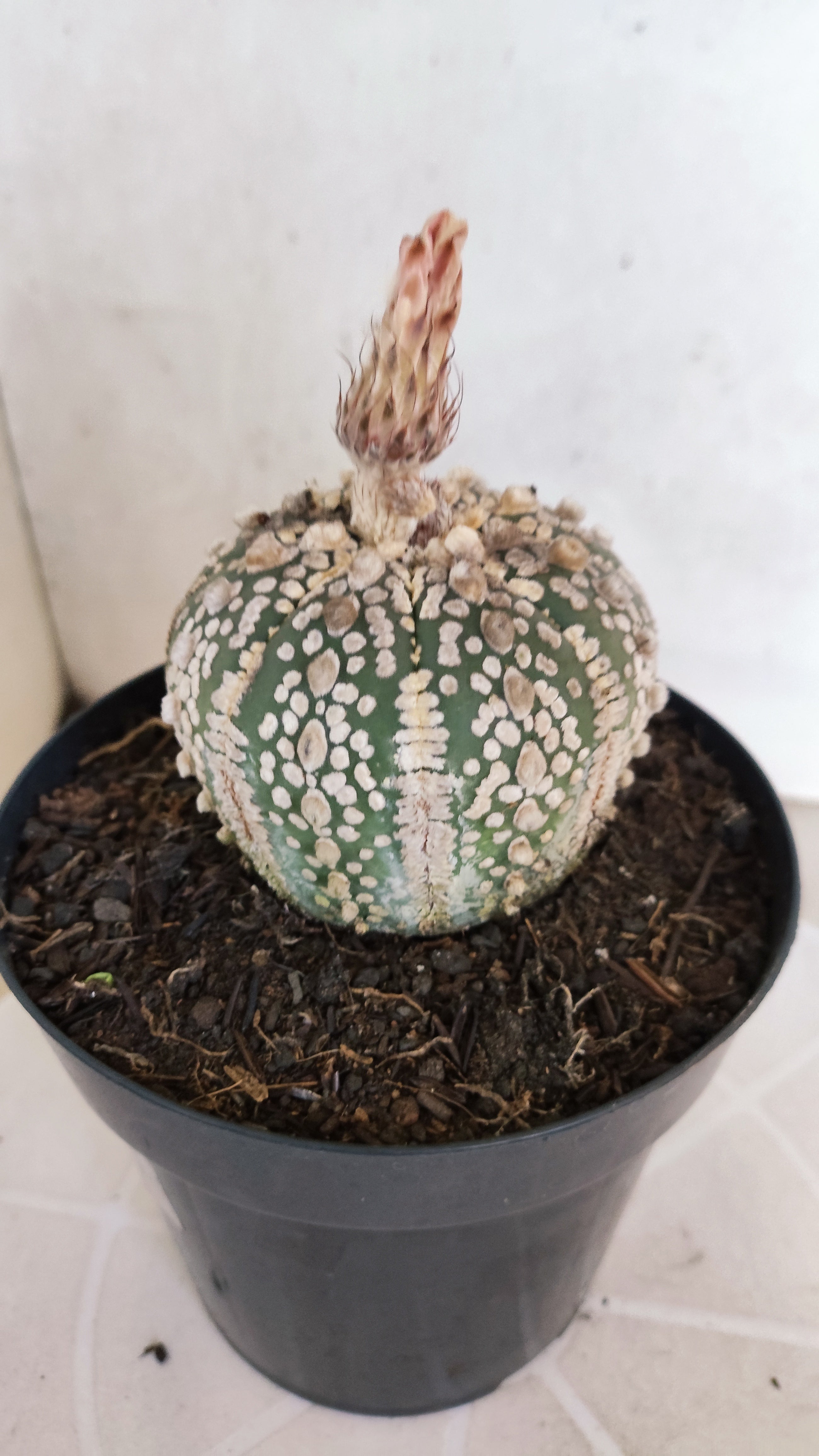 ASTROPHYTUM ASTERIAS SUPER KABUTO Nº 1311 – vaso 15