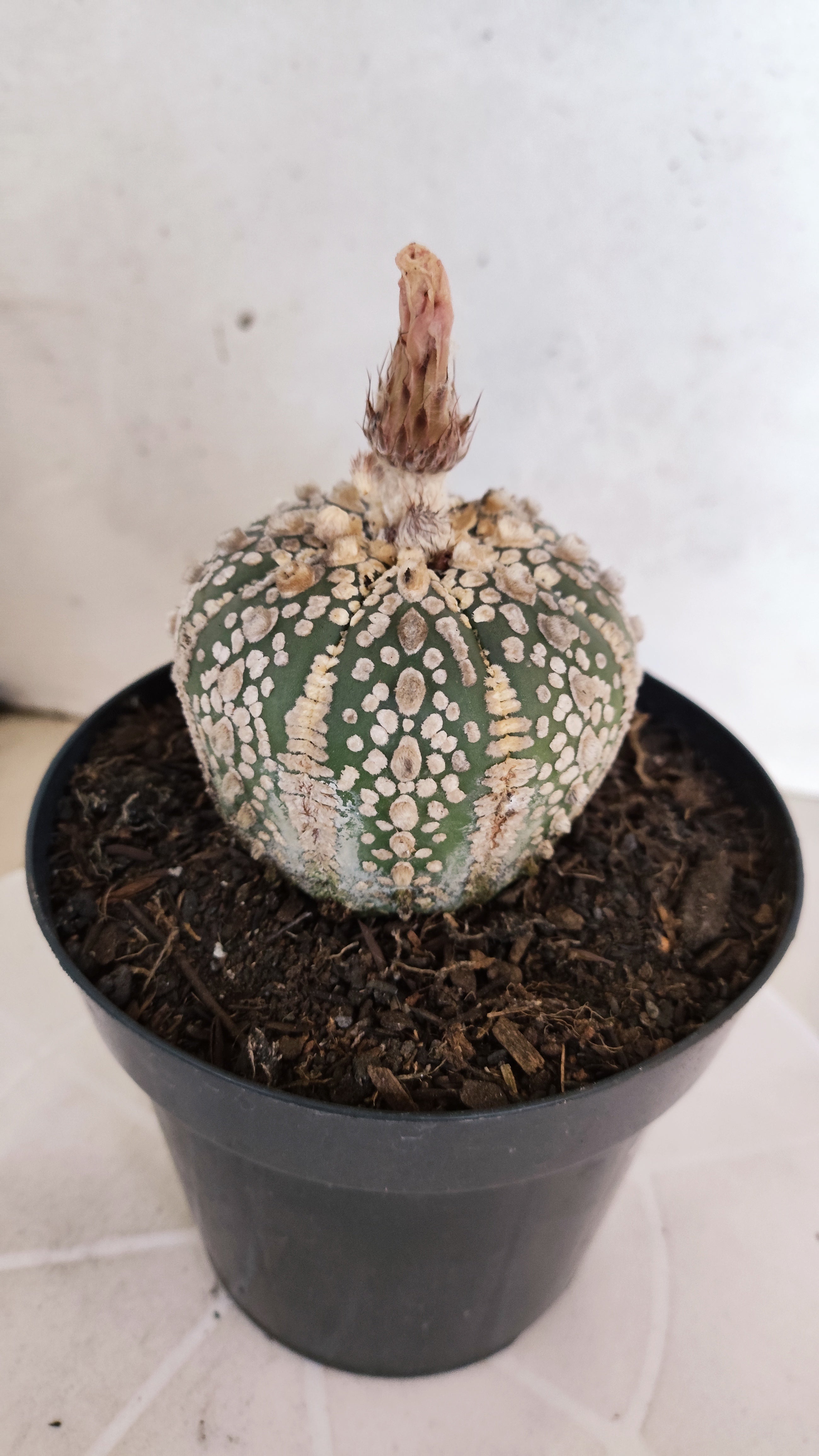 ASTROPHYTUM ASTERIAS SUPER KABUTO Nº 1311 – vaso 15
