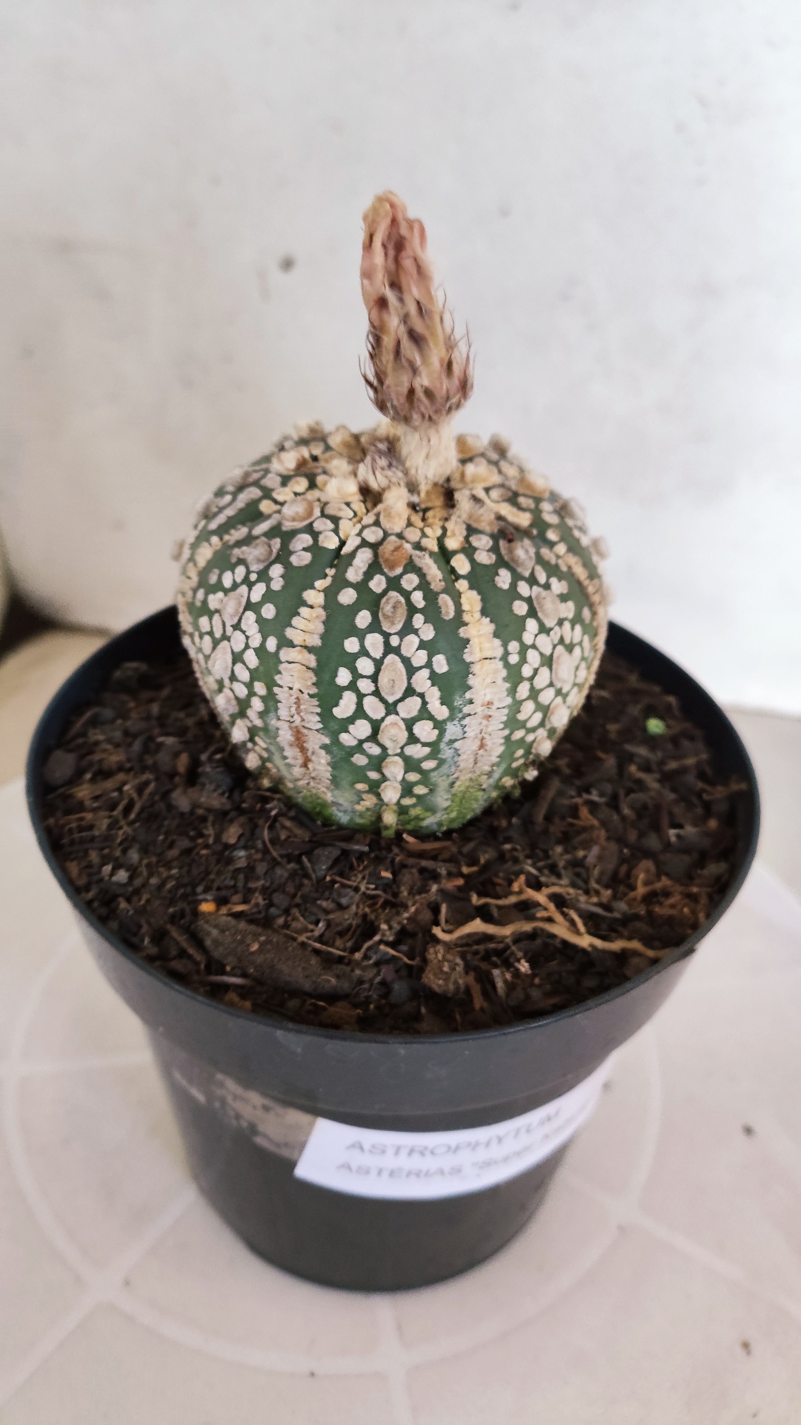 ASTROPHYTUM ASTERIAS SUPER KABUTO Nº 1311 – vaso 15
