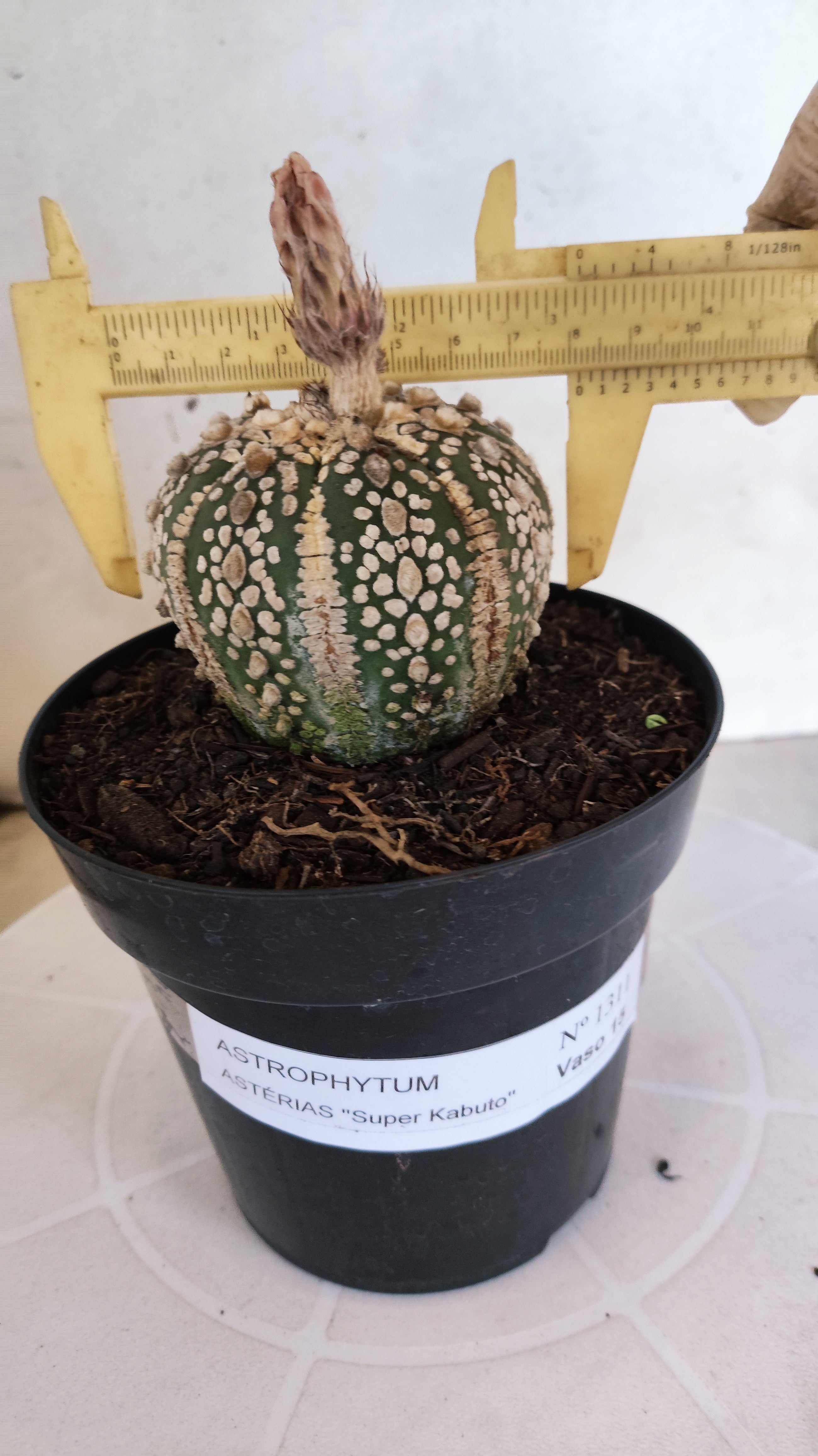 ASTROPHYTUM ASTERIAS SUPER KABUTO Nº 1311 – vaso 15
