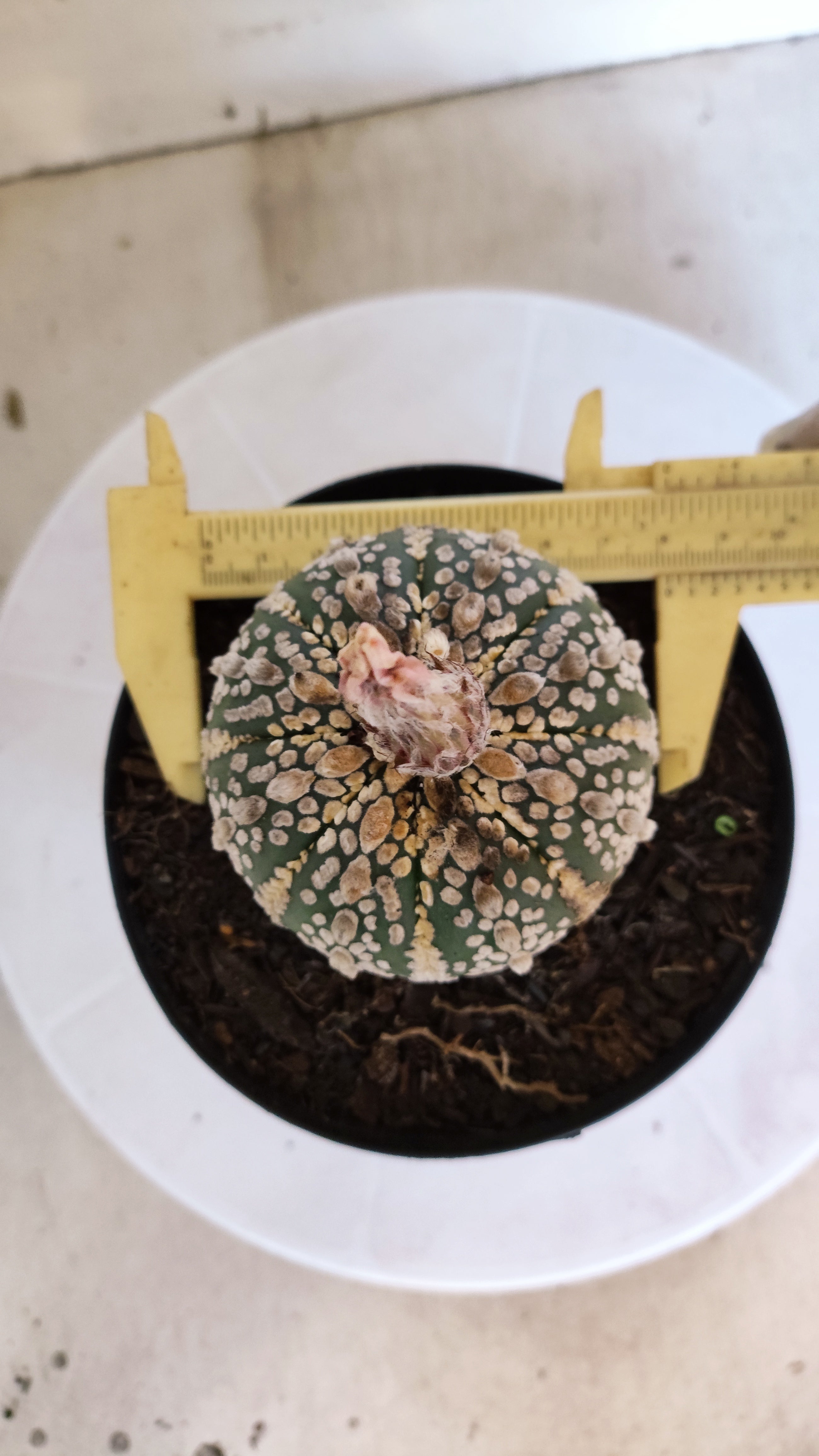 ASTROPHYTUM ASTERIAS SUPER KABUTO Nº 1311 – vaso 15