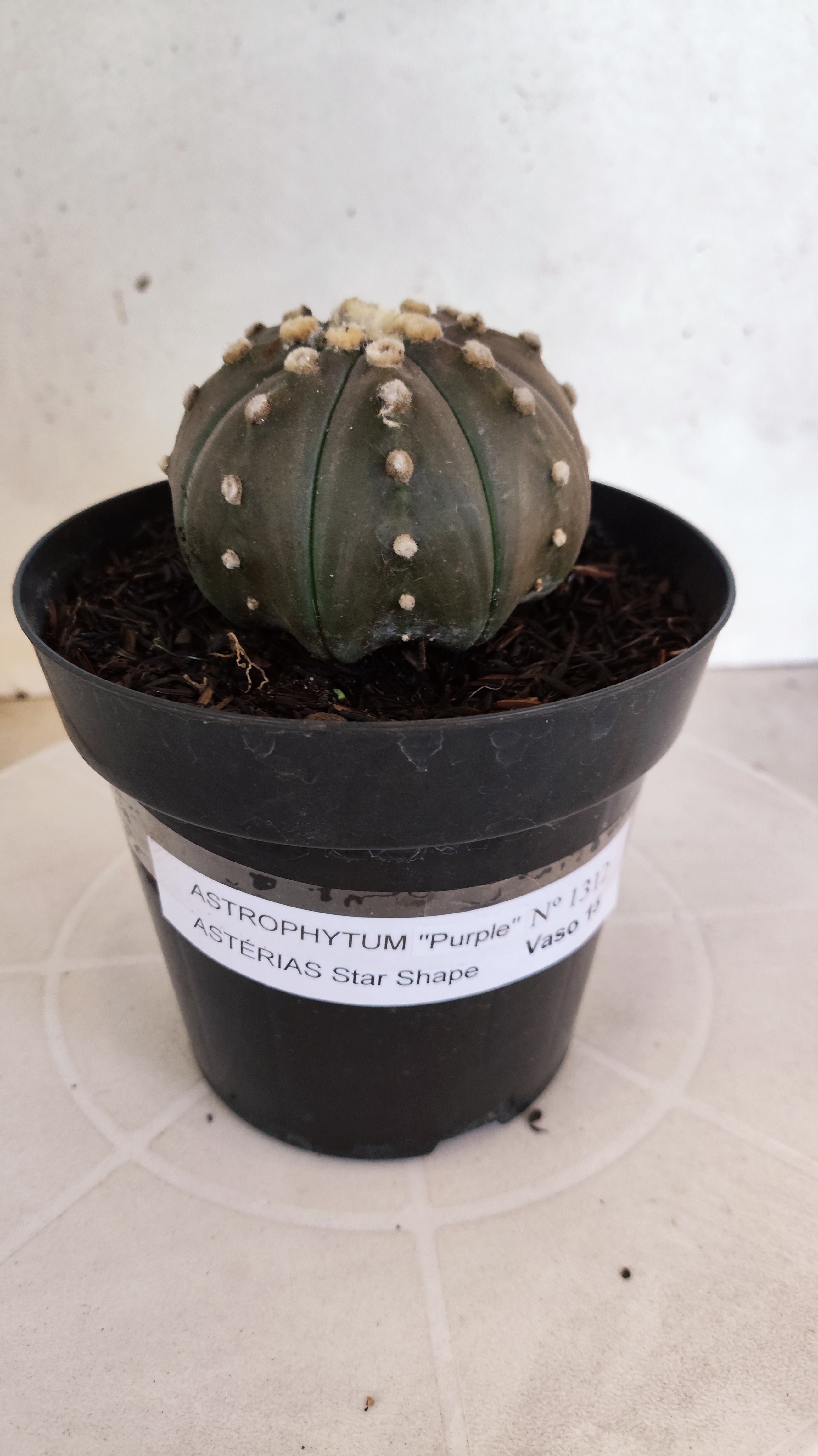 ASTROPHYTUM ASTERIAS STAR SHAPE "PURPLE" Nº 1312 – vaso 15