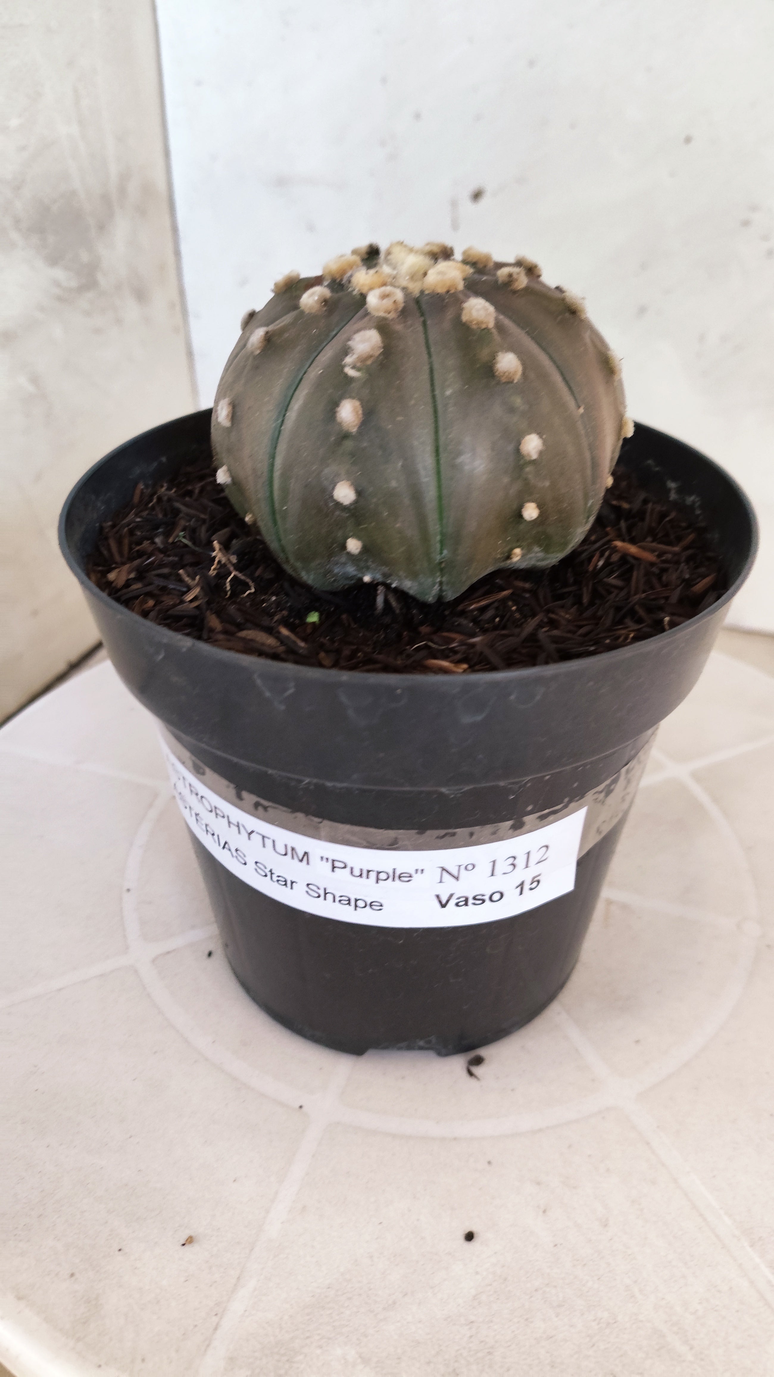 ASTROPHYTUM ASTERIAS STAR SHAPE "PURPLE" Nº 1312 – vaso 15