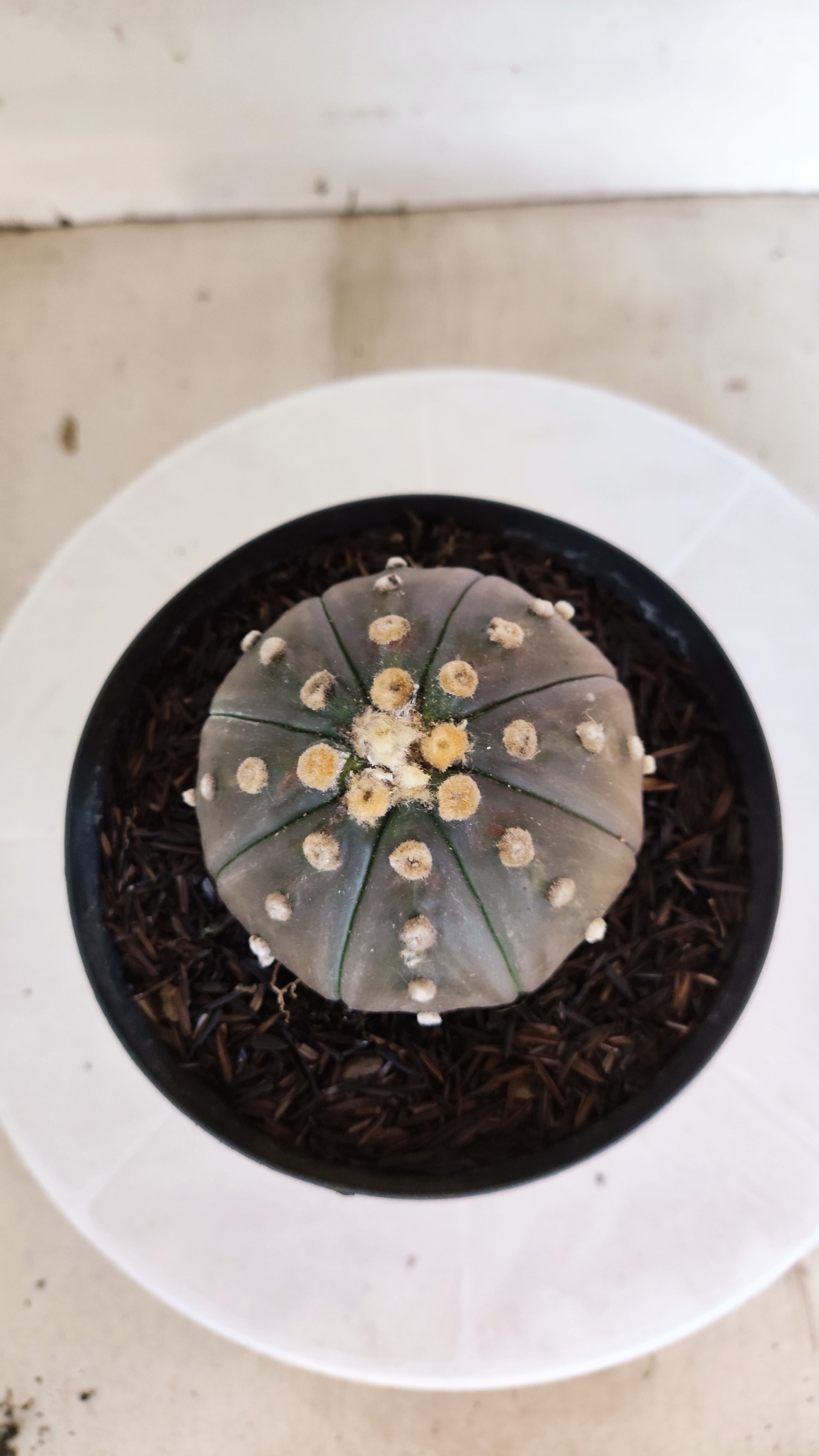 ASTROPHYTUM ASTERIAS STAR SHAPE "PURPLE" Nº 1312 – vaso 15