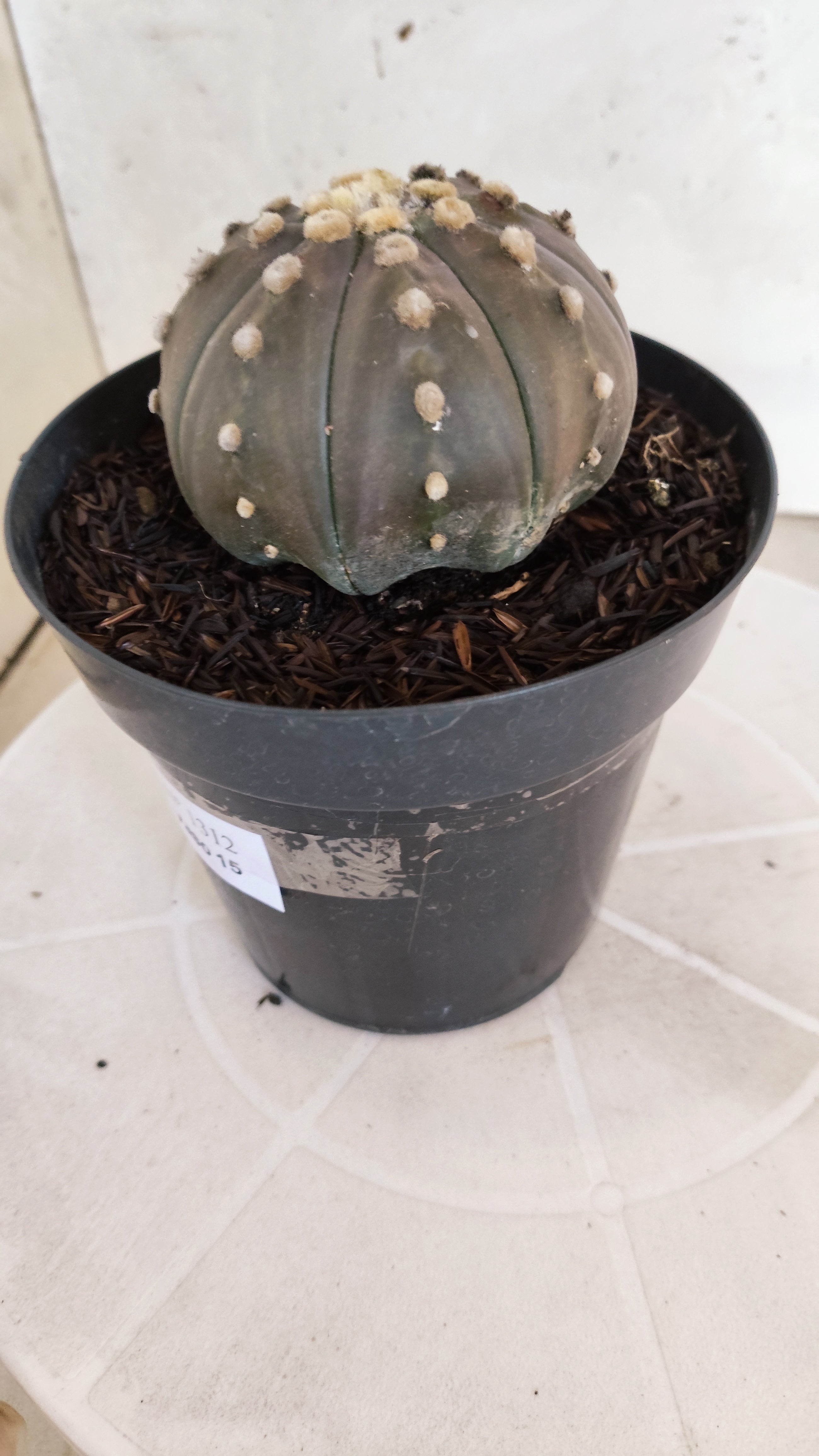ASTROPHYTUM ASTERIAS STAR SHAPE "PURPLE" Nº 1312 – vaso 15