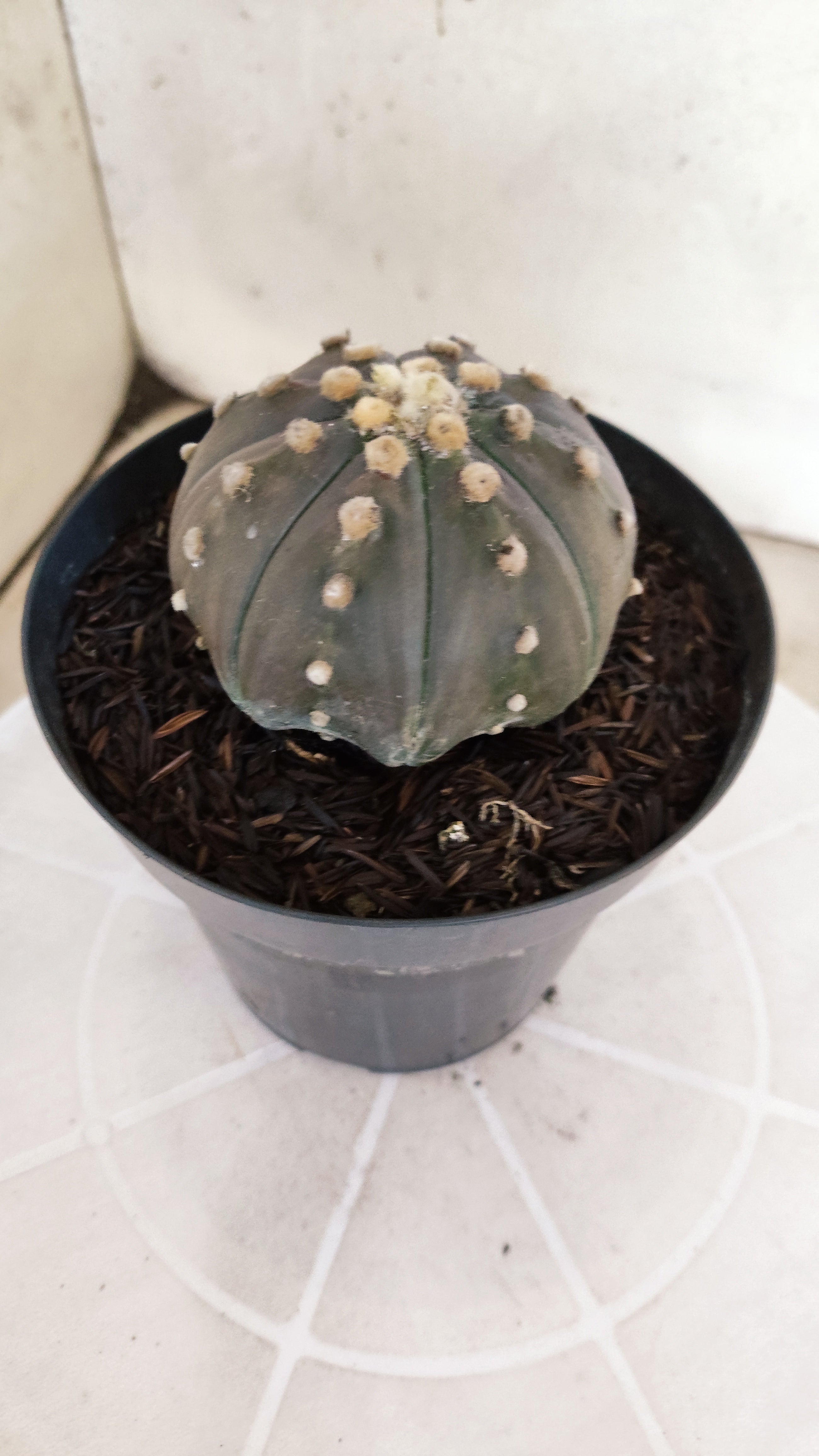 ASTROPHYTUM ASTERIAS STAR SHAPE "PURPLE" Nº 1312 – vaso 15
