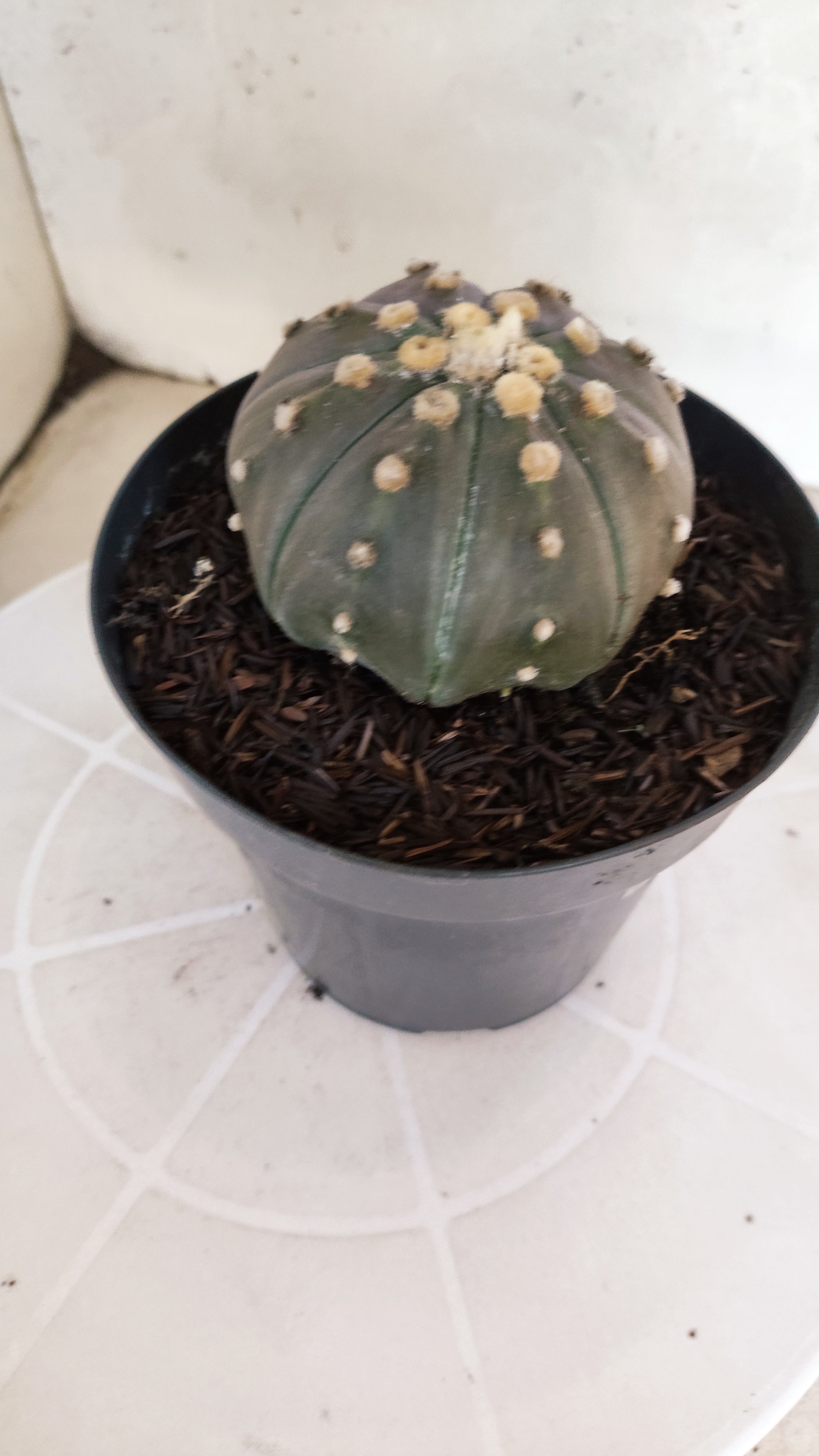 ASTROPHYTUM ASTERIAS STAR SHAPE "PURPLE" Nº 1312 – vaso 15